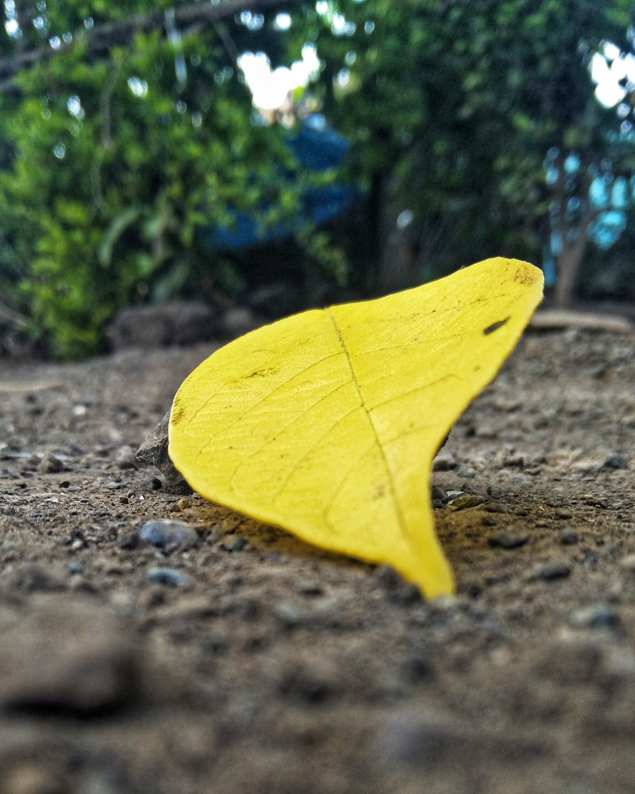 A fallen leaf