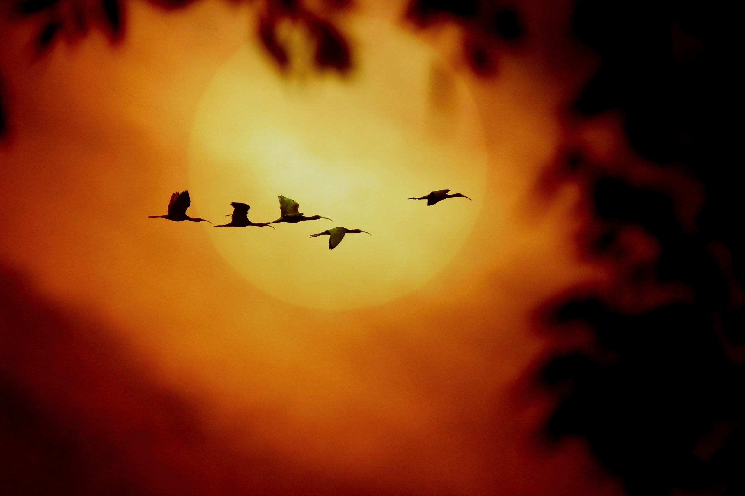 A flock during evening