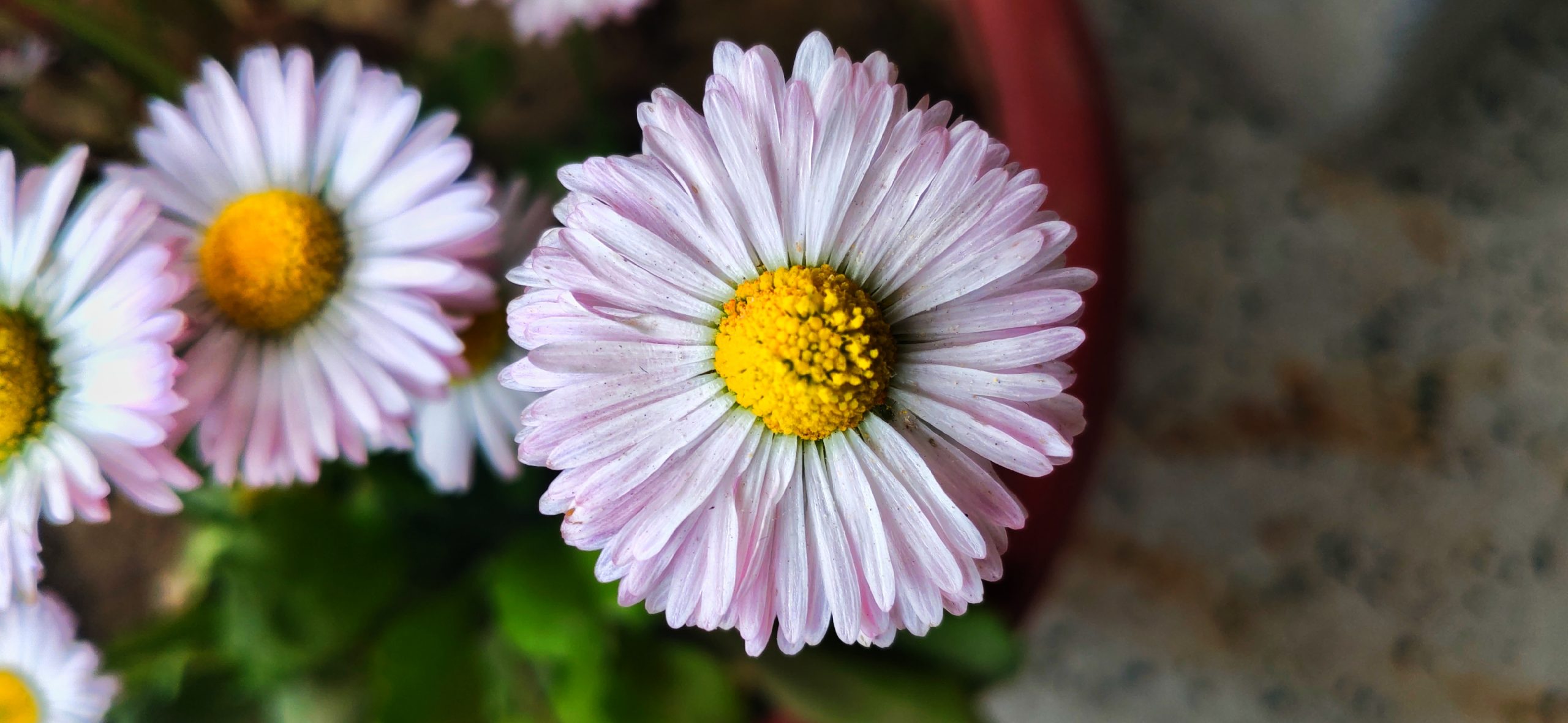 flowers in a pot