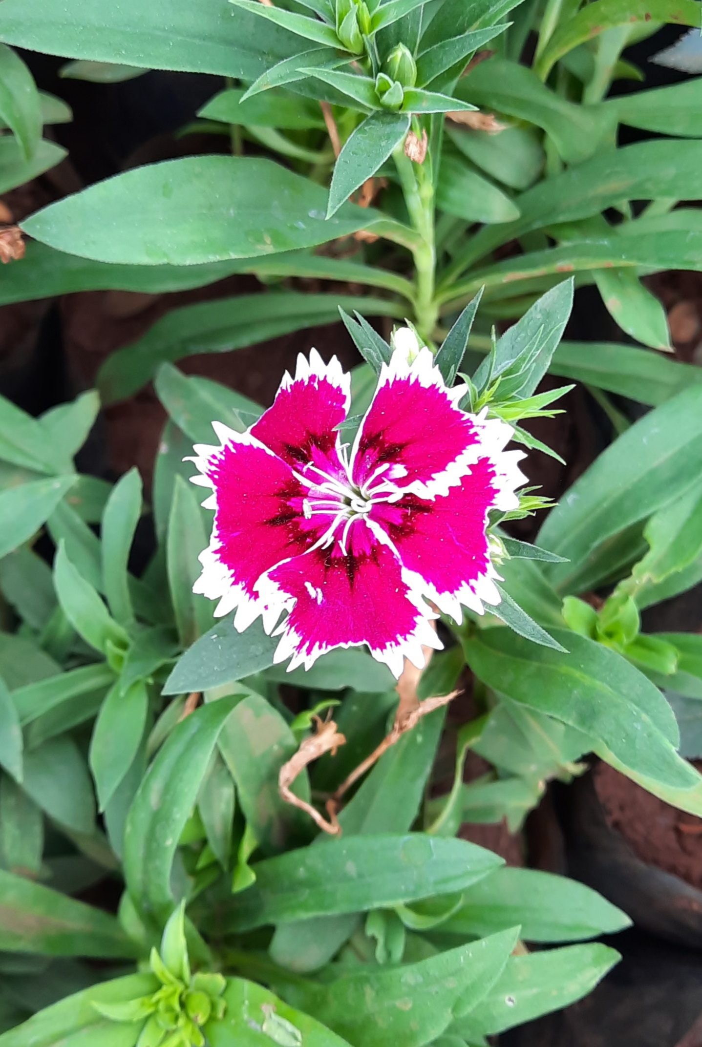 Flowering plant