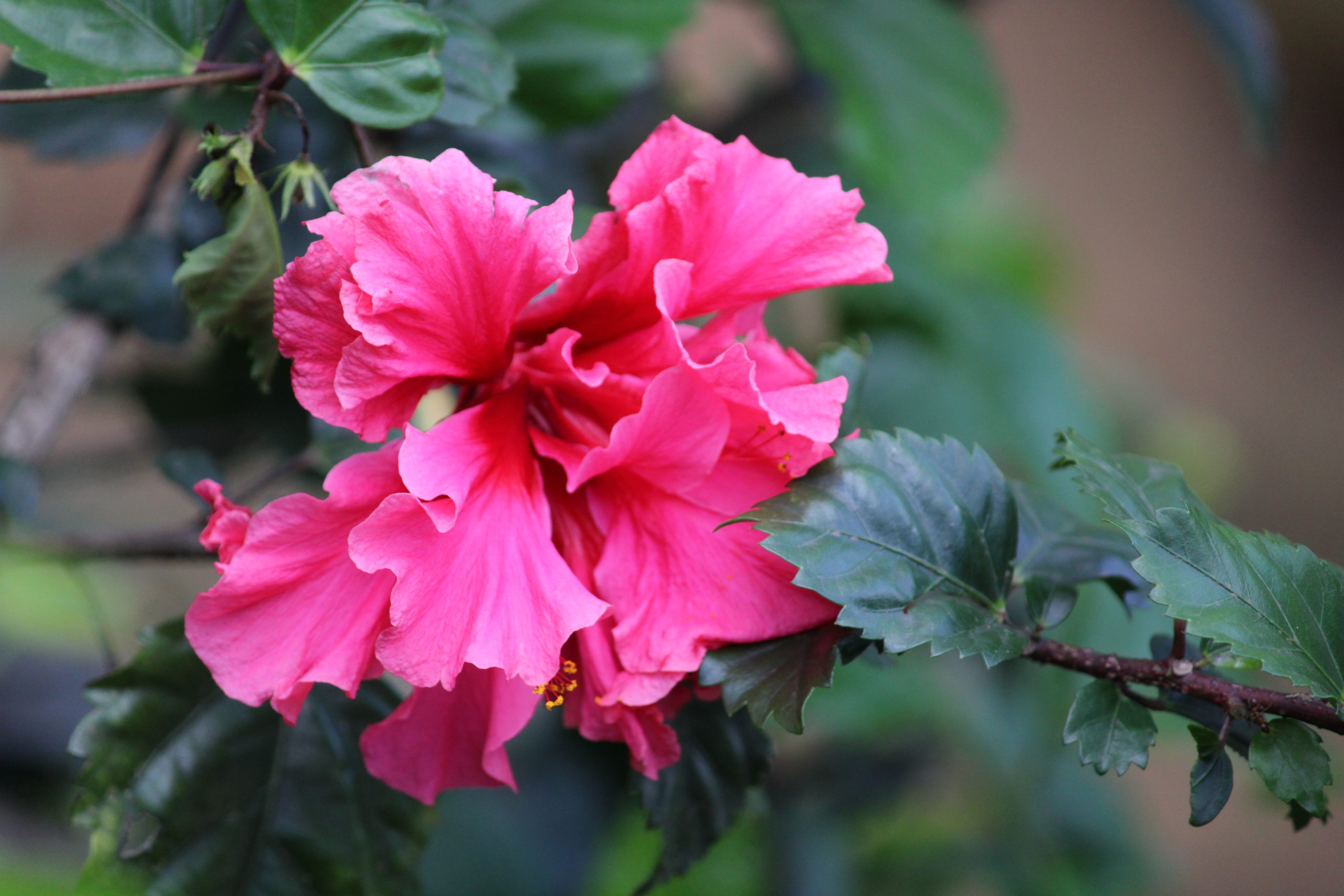 pink flower