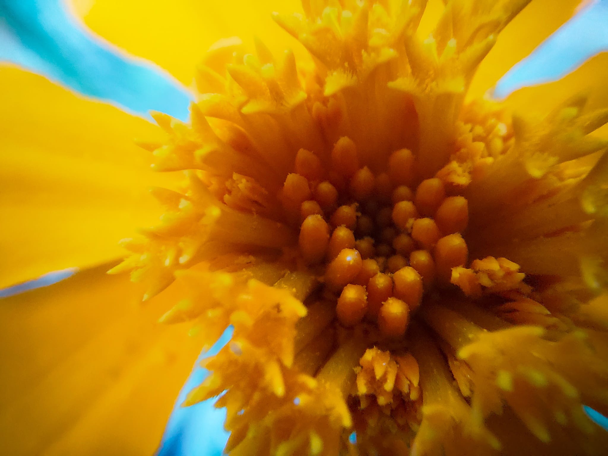 close up of flower