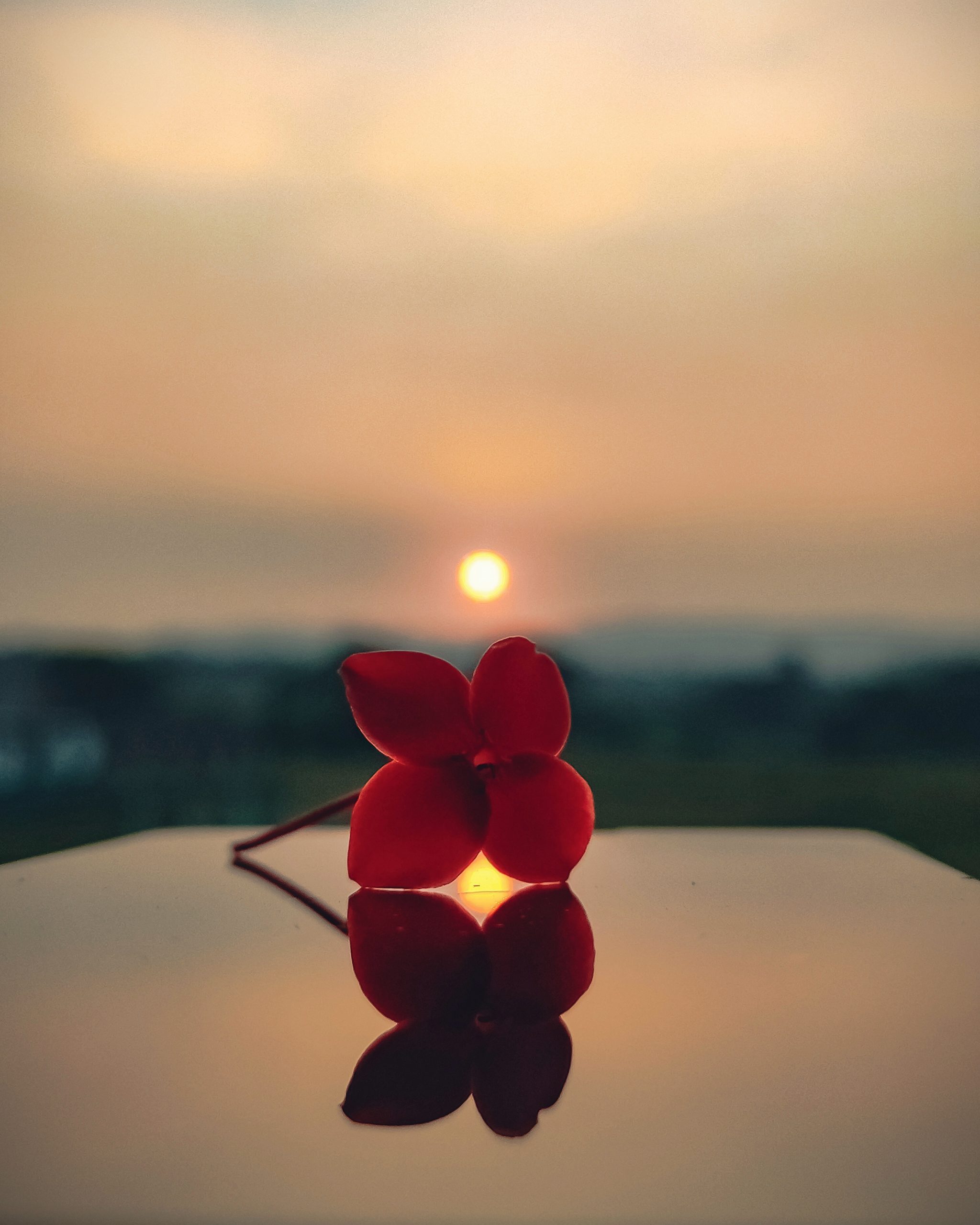 A flower with reflection and sunset