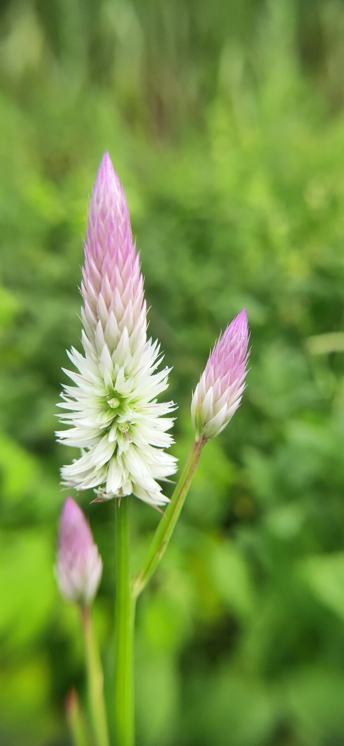 A flowering plant