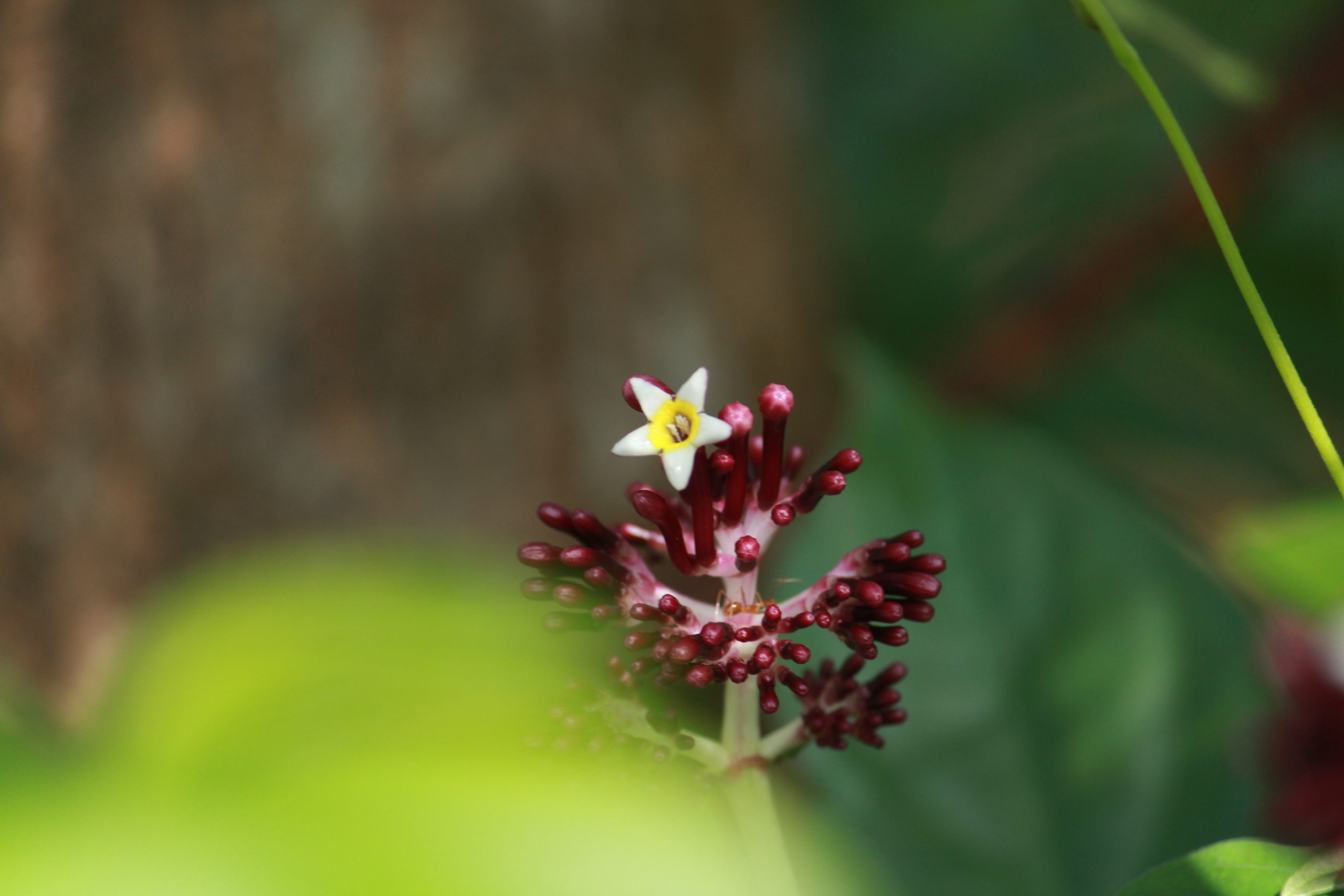 A flowering plant