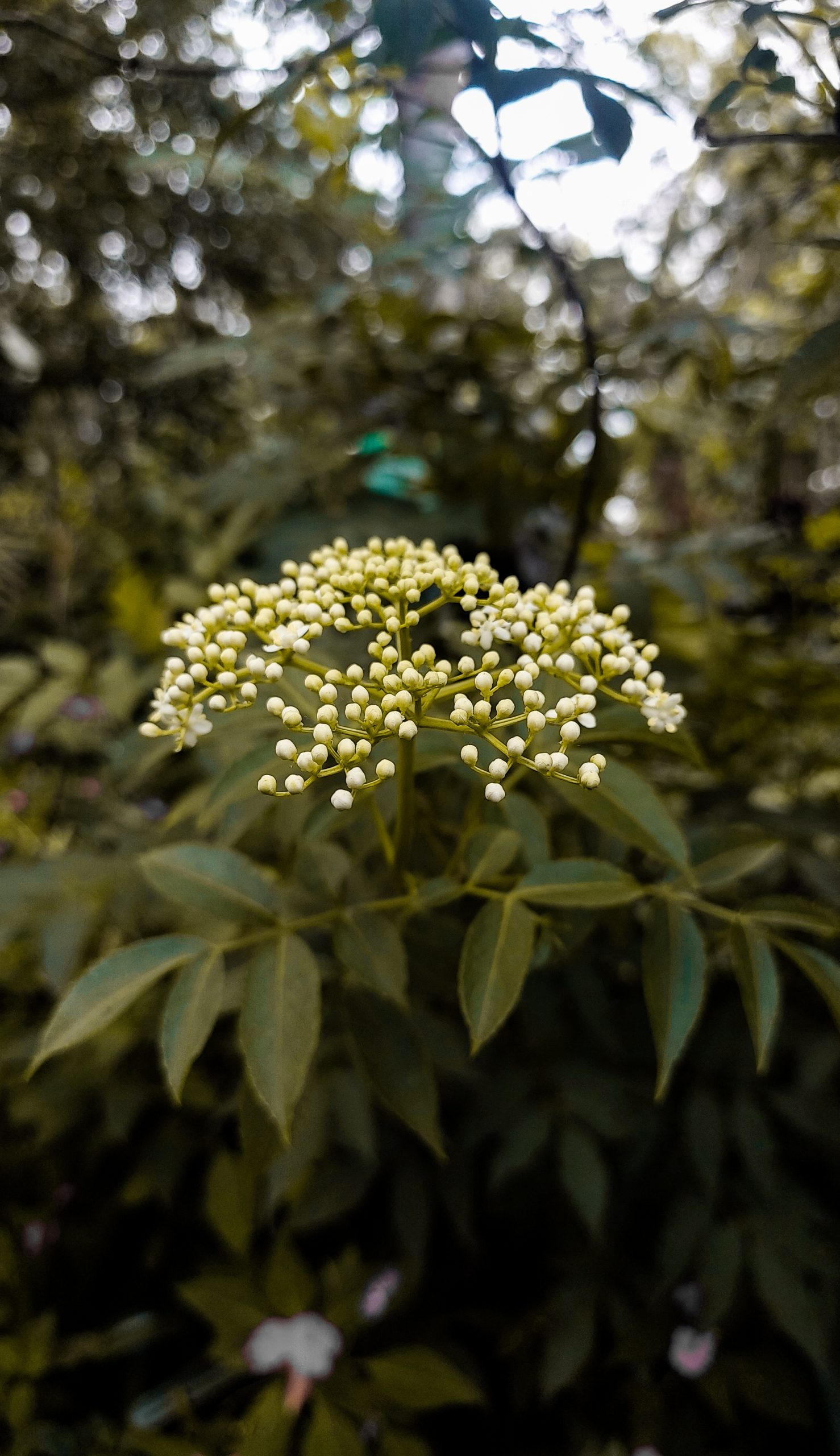 A flowering plant