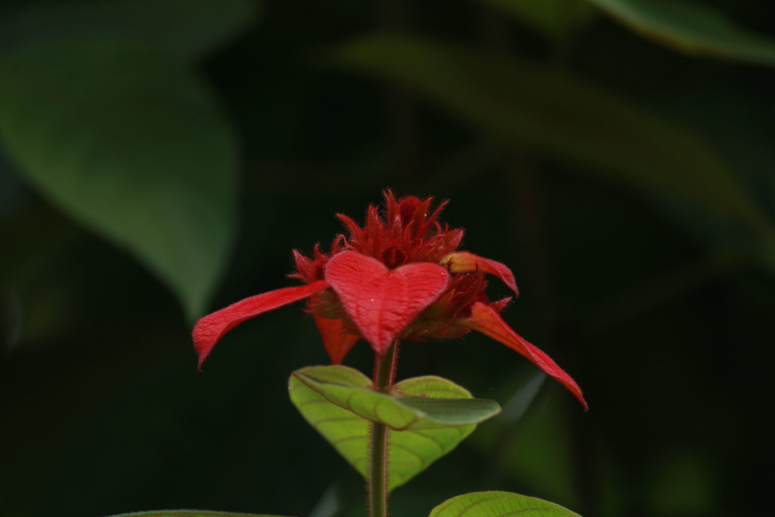 A flowering plant