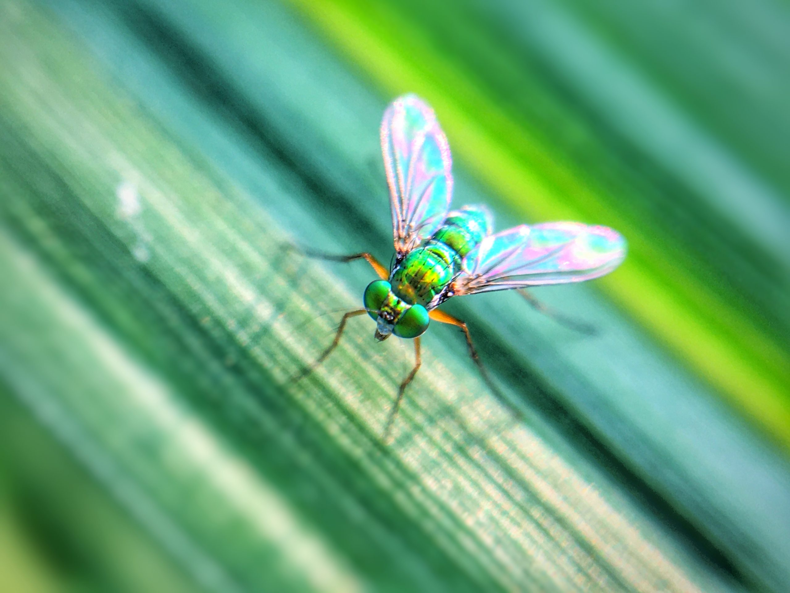 A fly