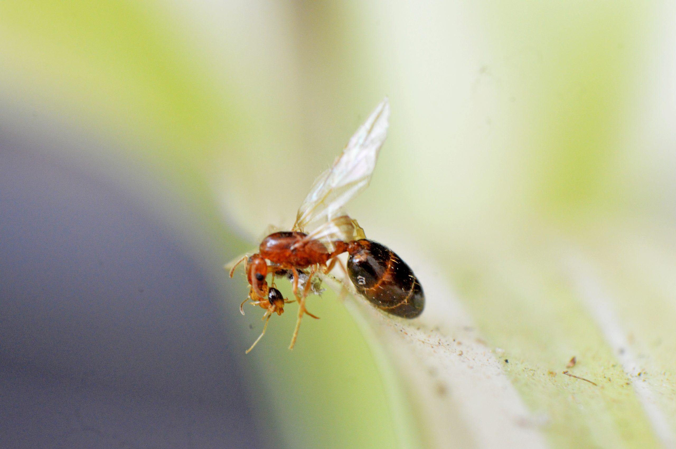 A flying ant