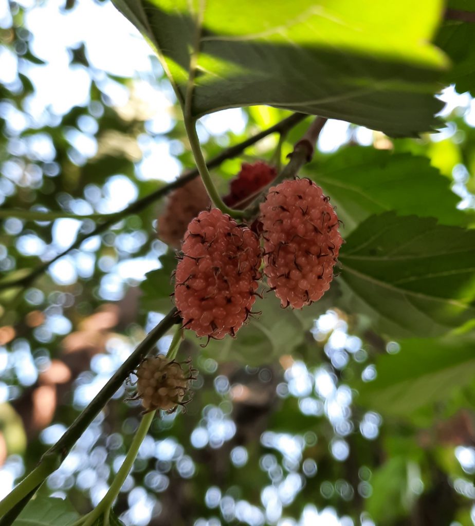 A fruit hanging on tree PixaHive