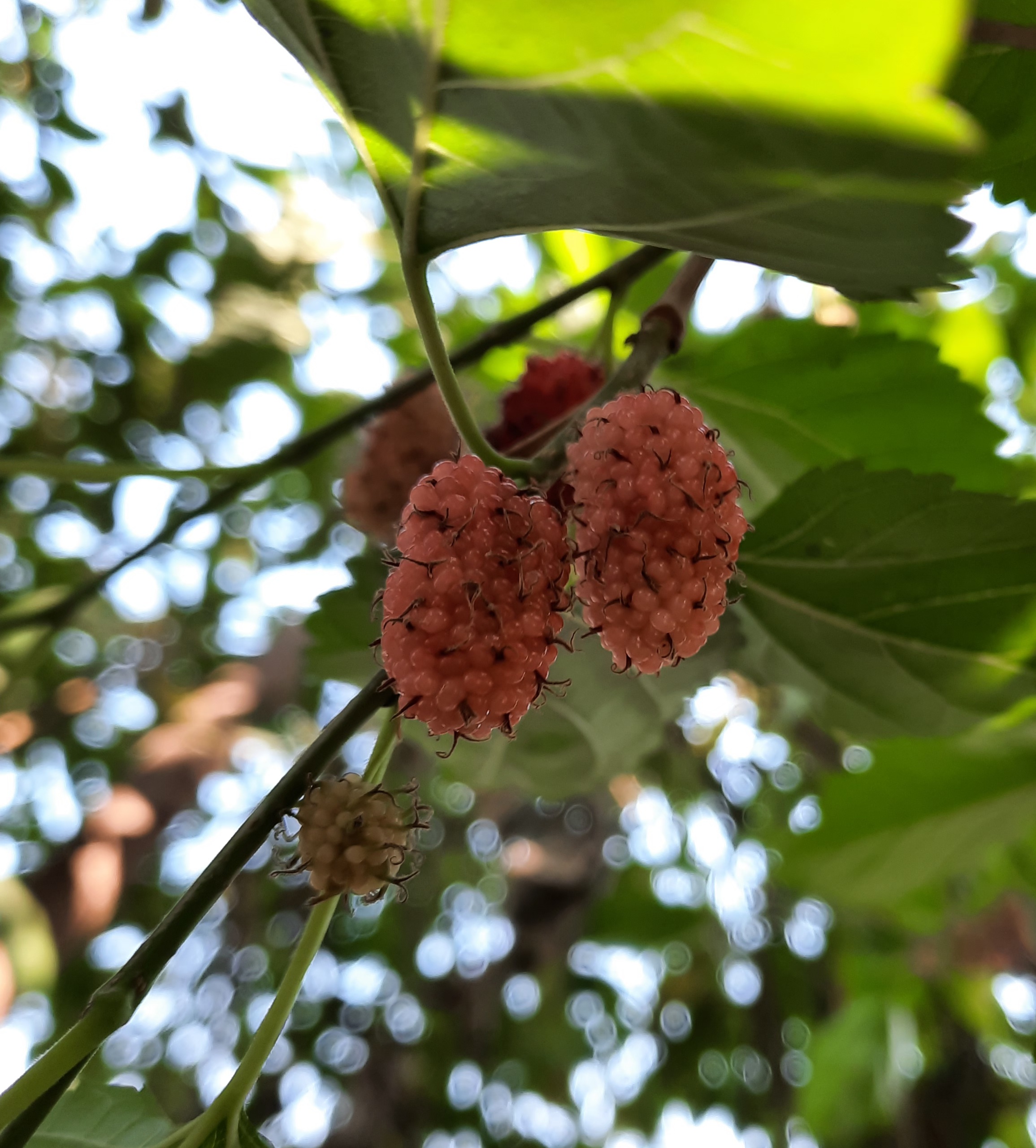 A fruit hanging on tree