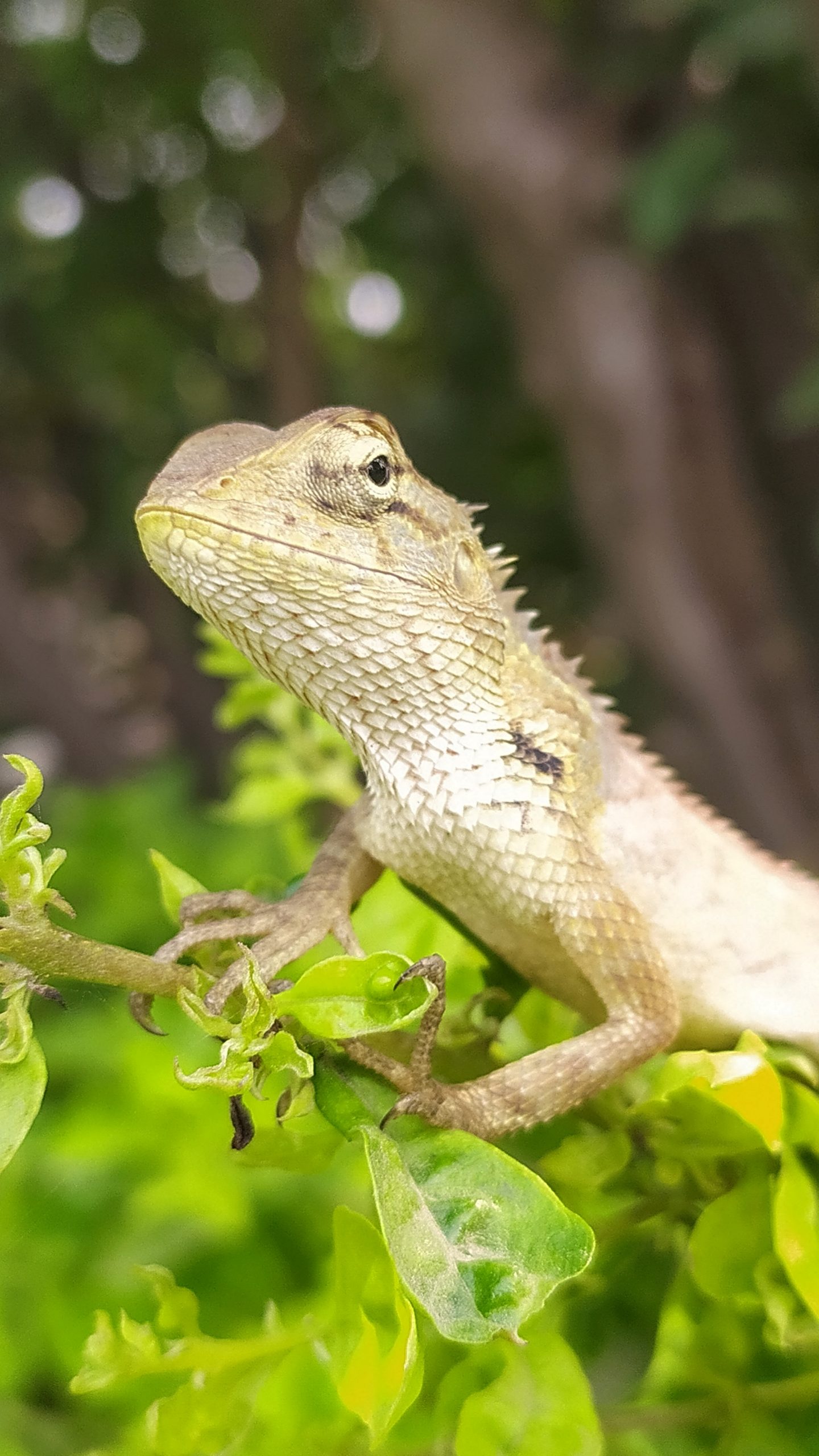 A garden lizard