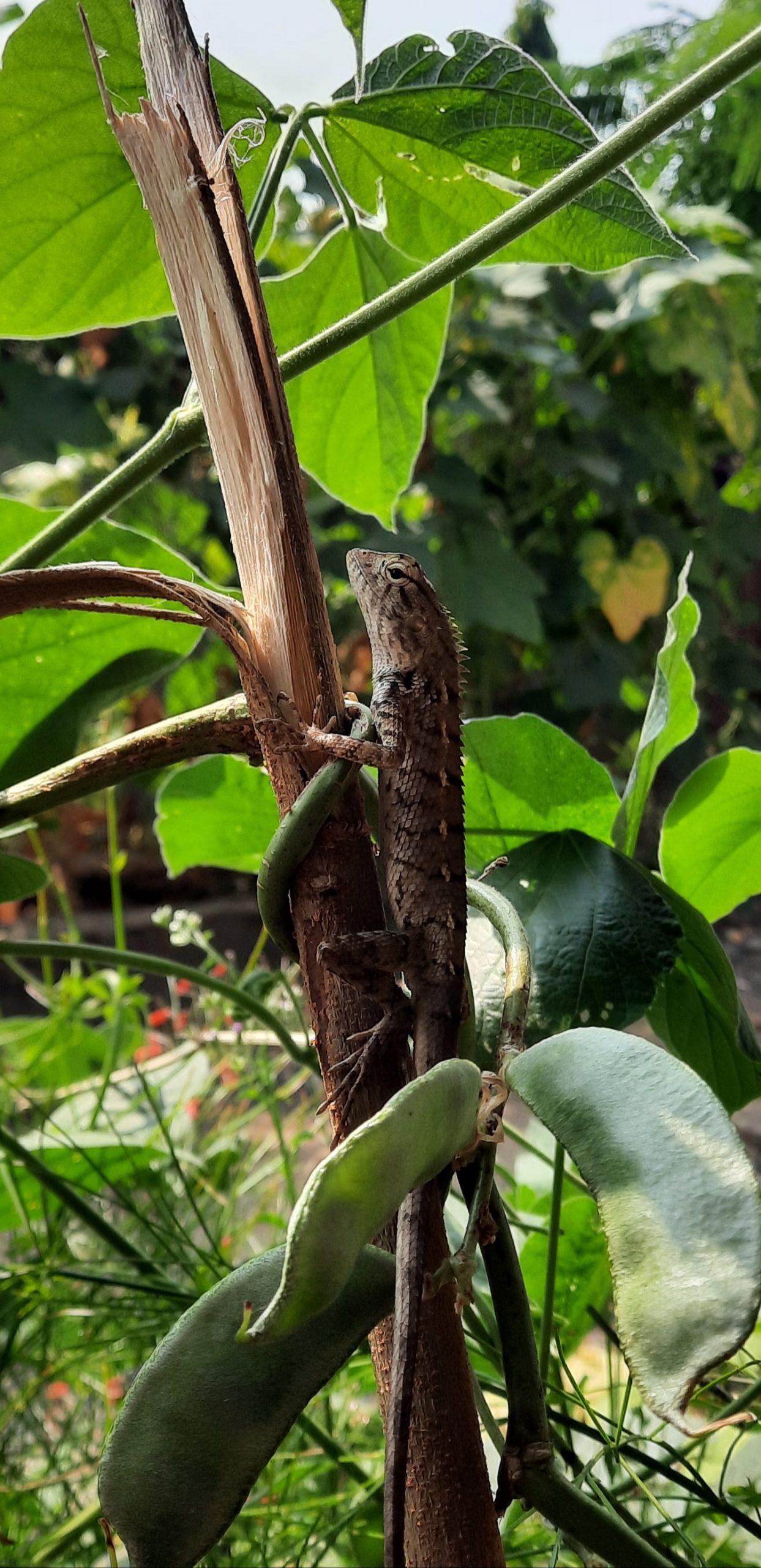 A garden lizard