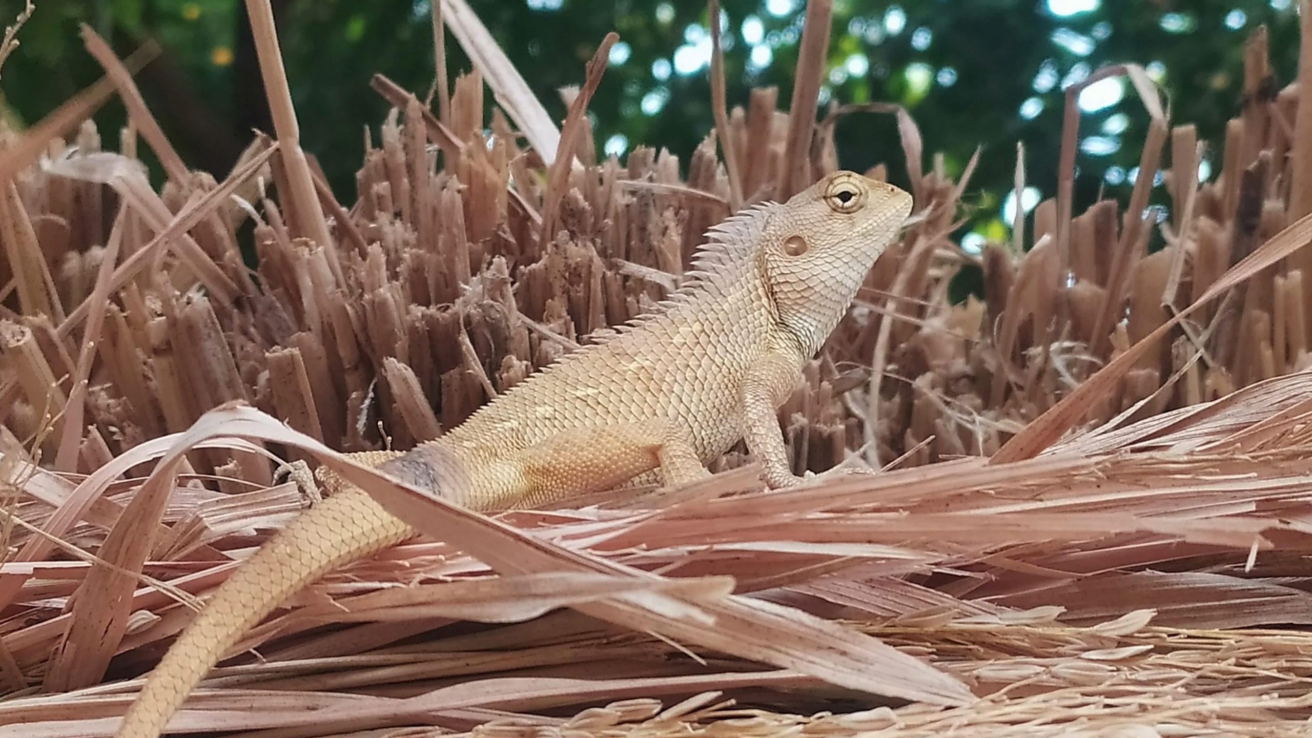 A garden lizard