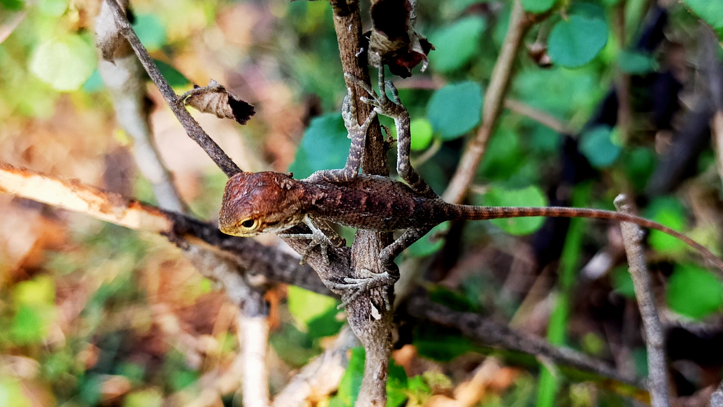 A garden lizard on a branch