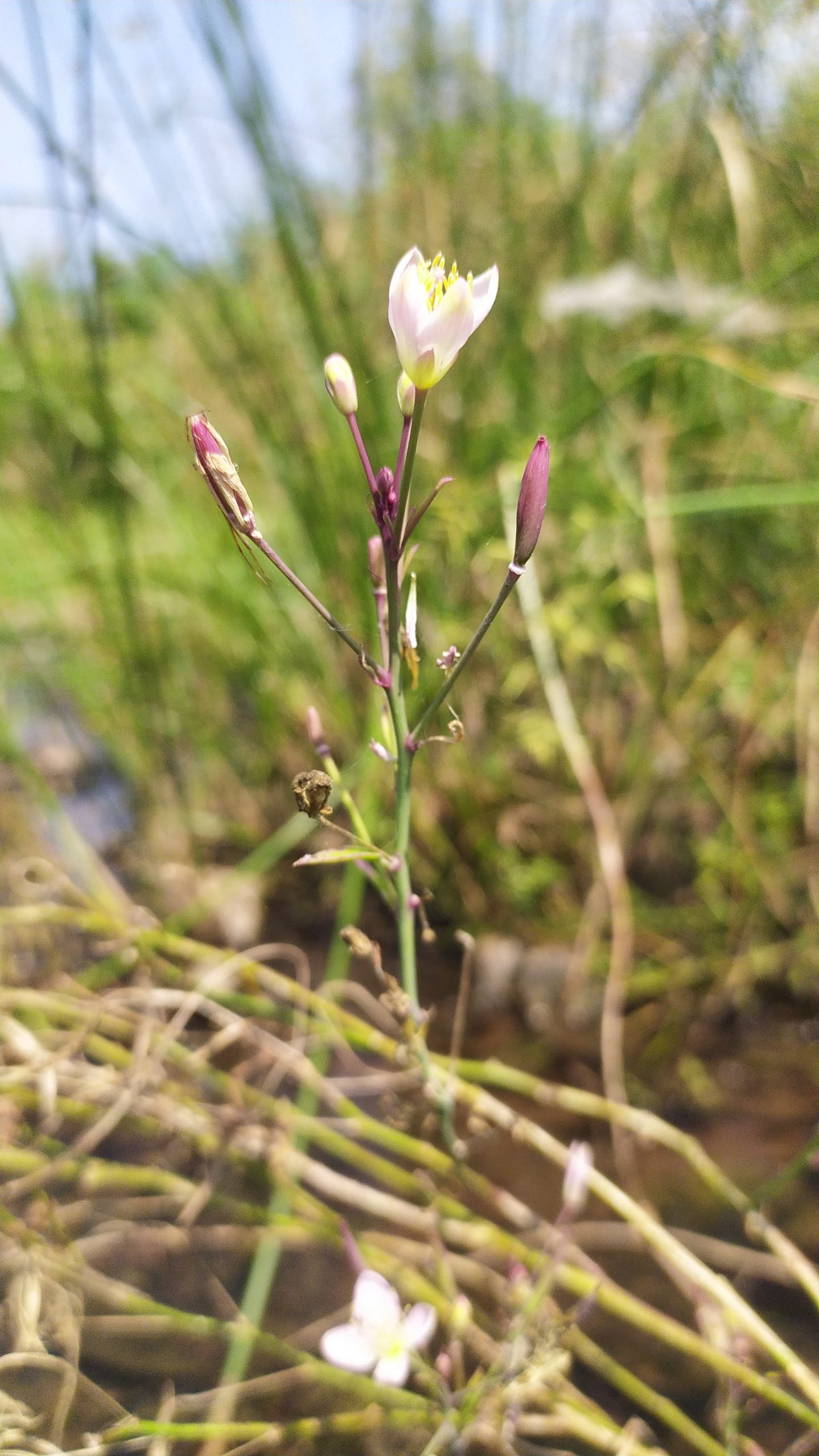 Flowering plant