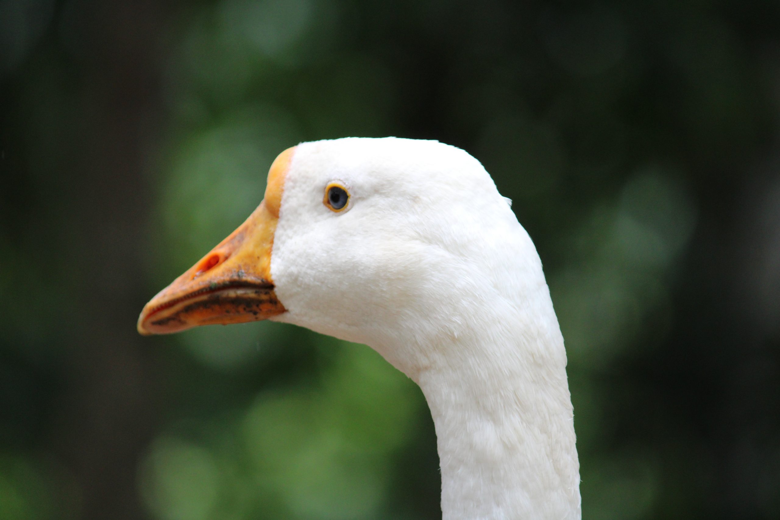 Goose