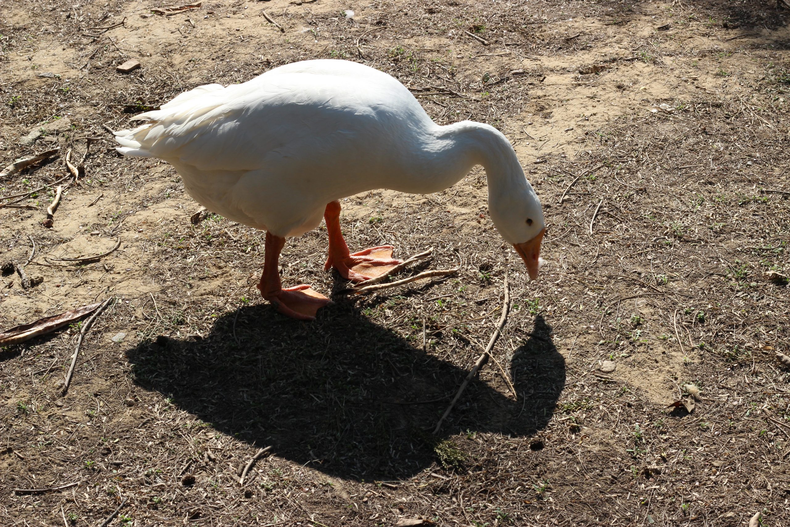 A goose on land