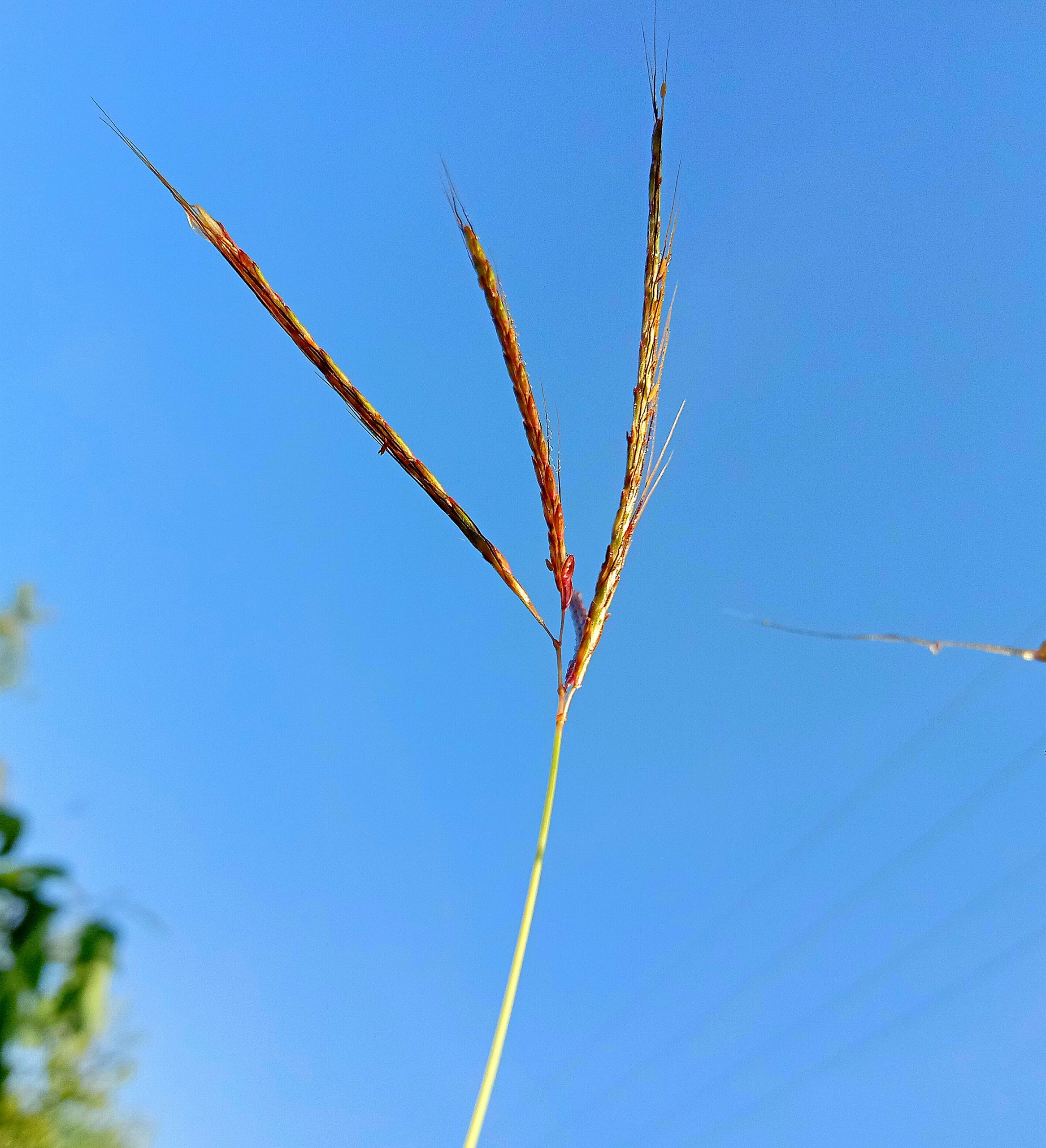 A grass plant