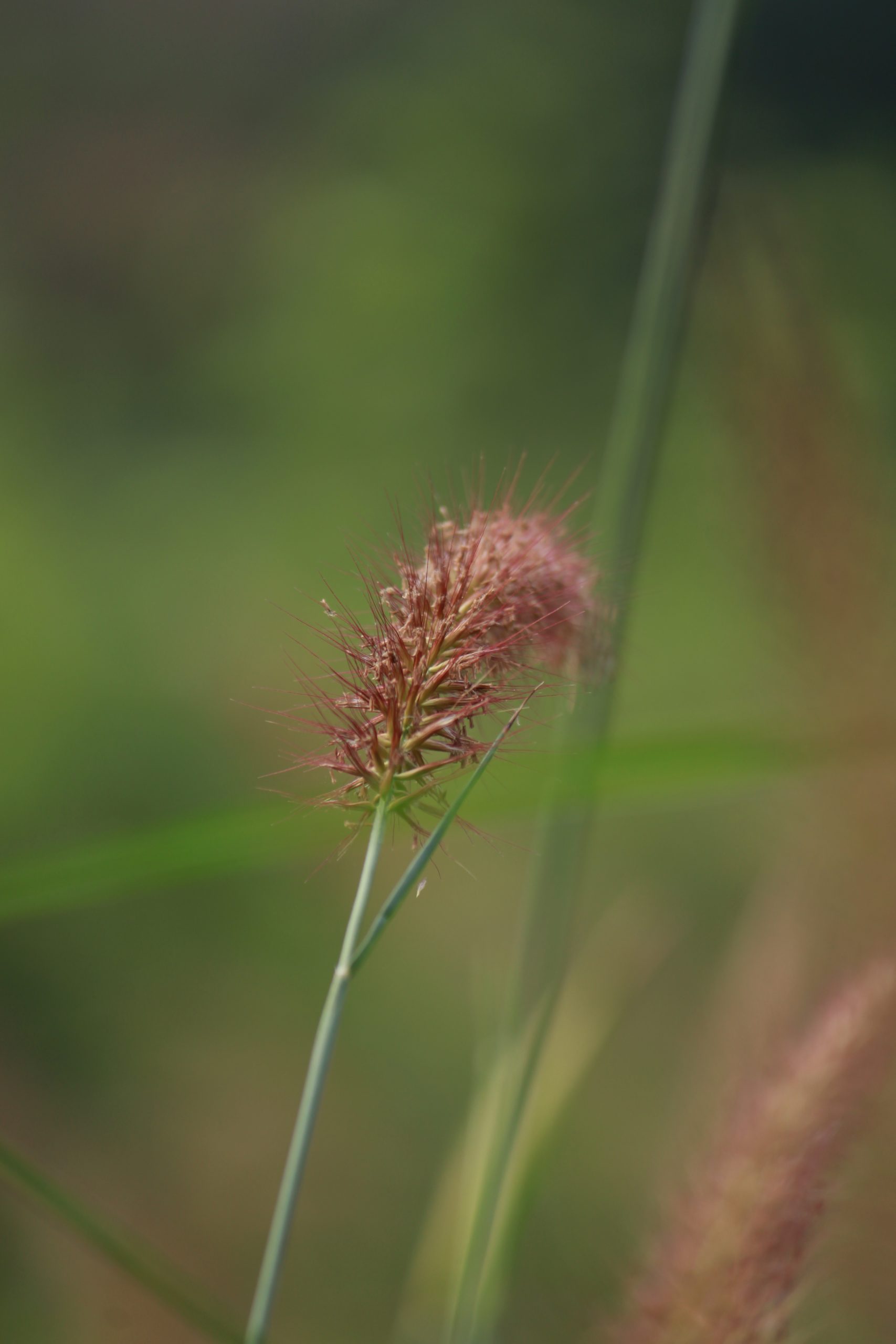 A grass plant