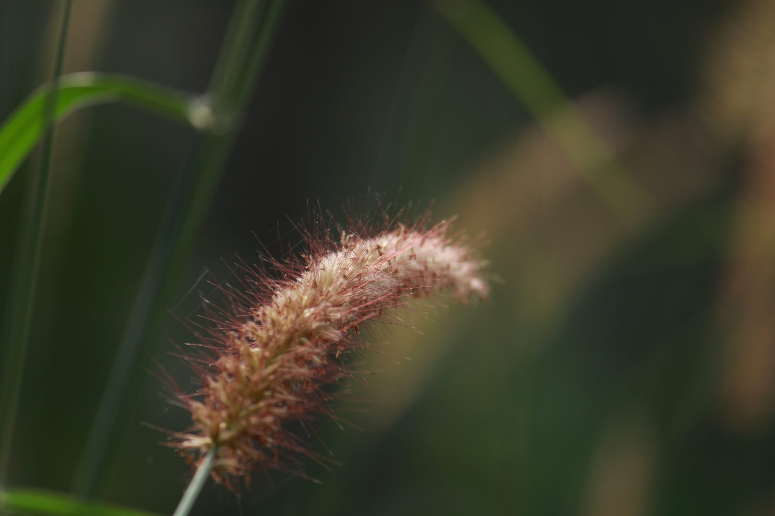 A grass plant seeds