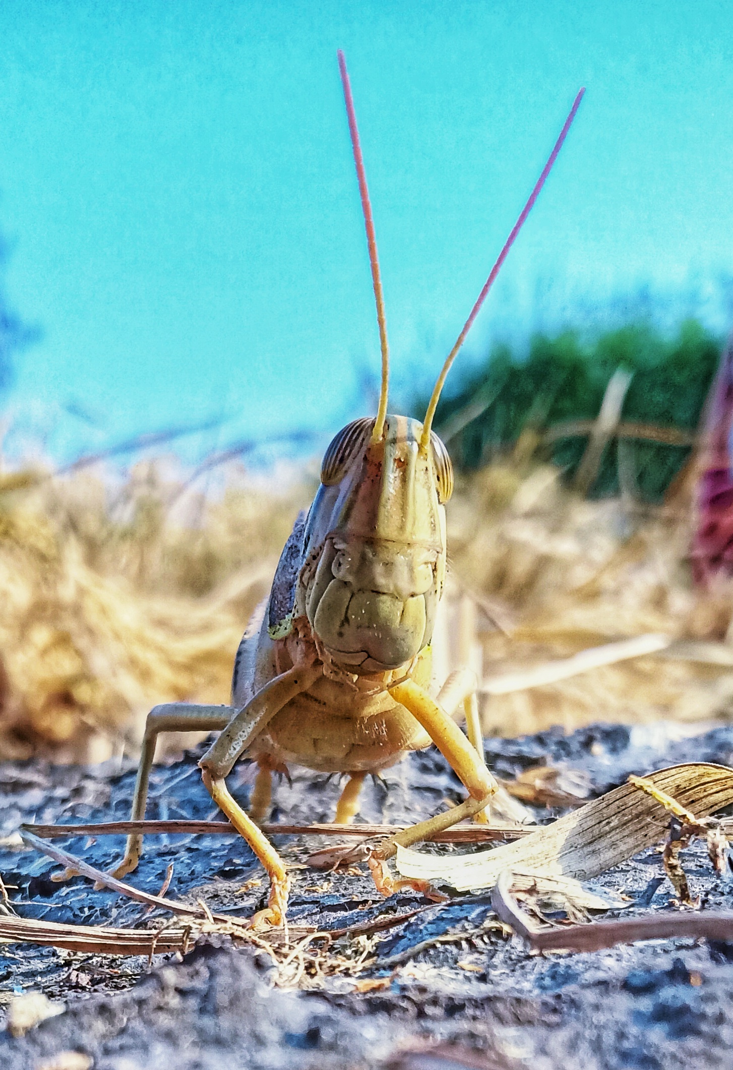 A grasshopper