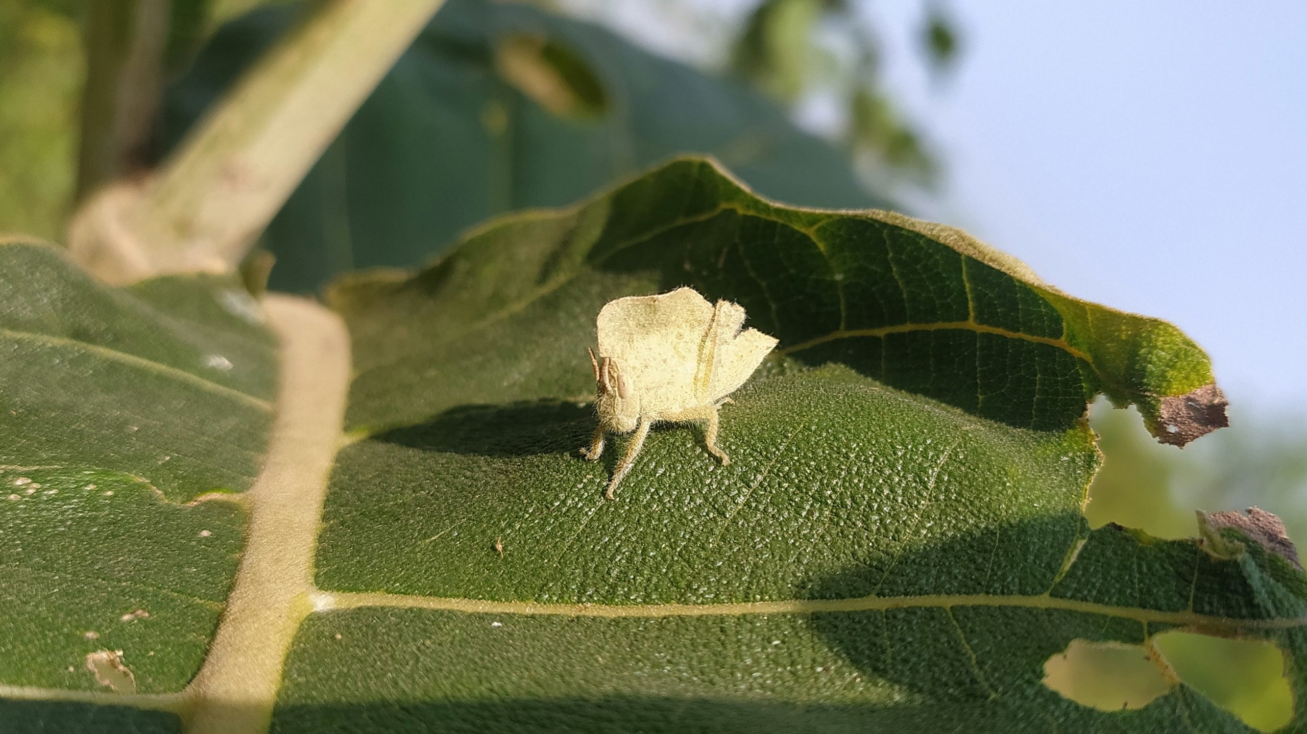 A grasshopper on a leaf