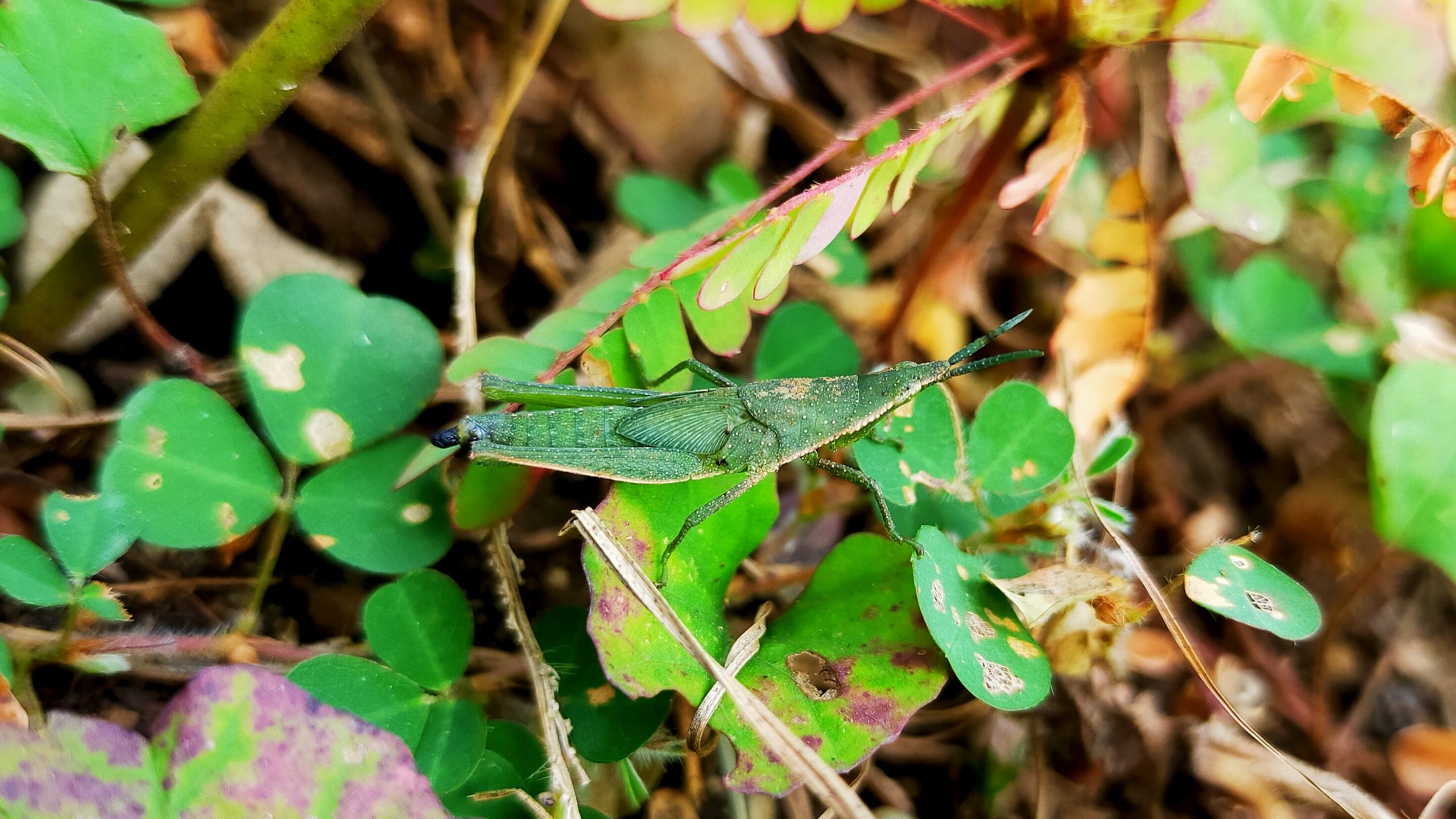 A green grasshopper