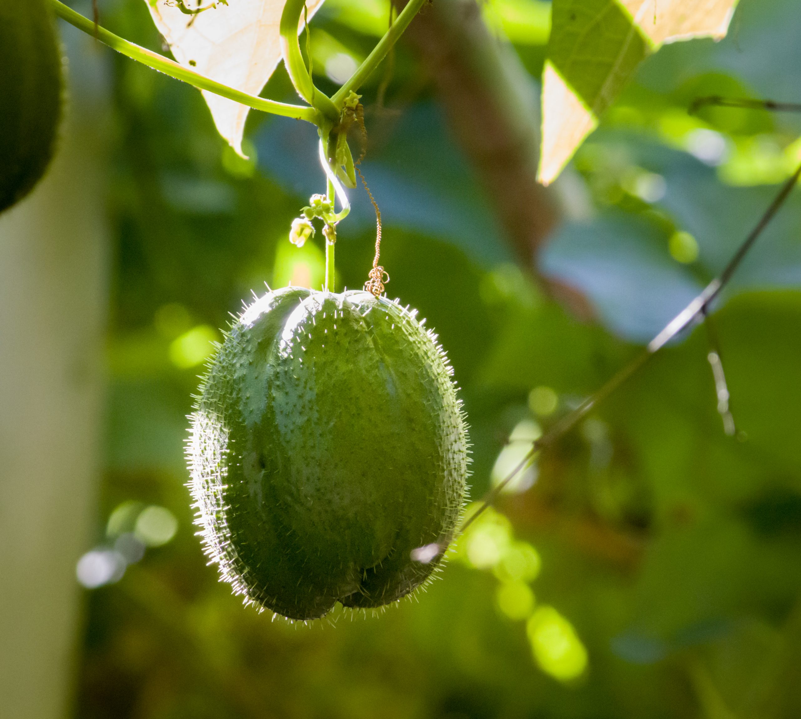 A green squash hanging