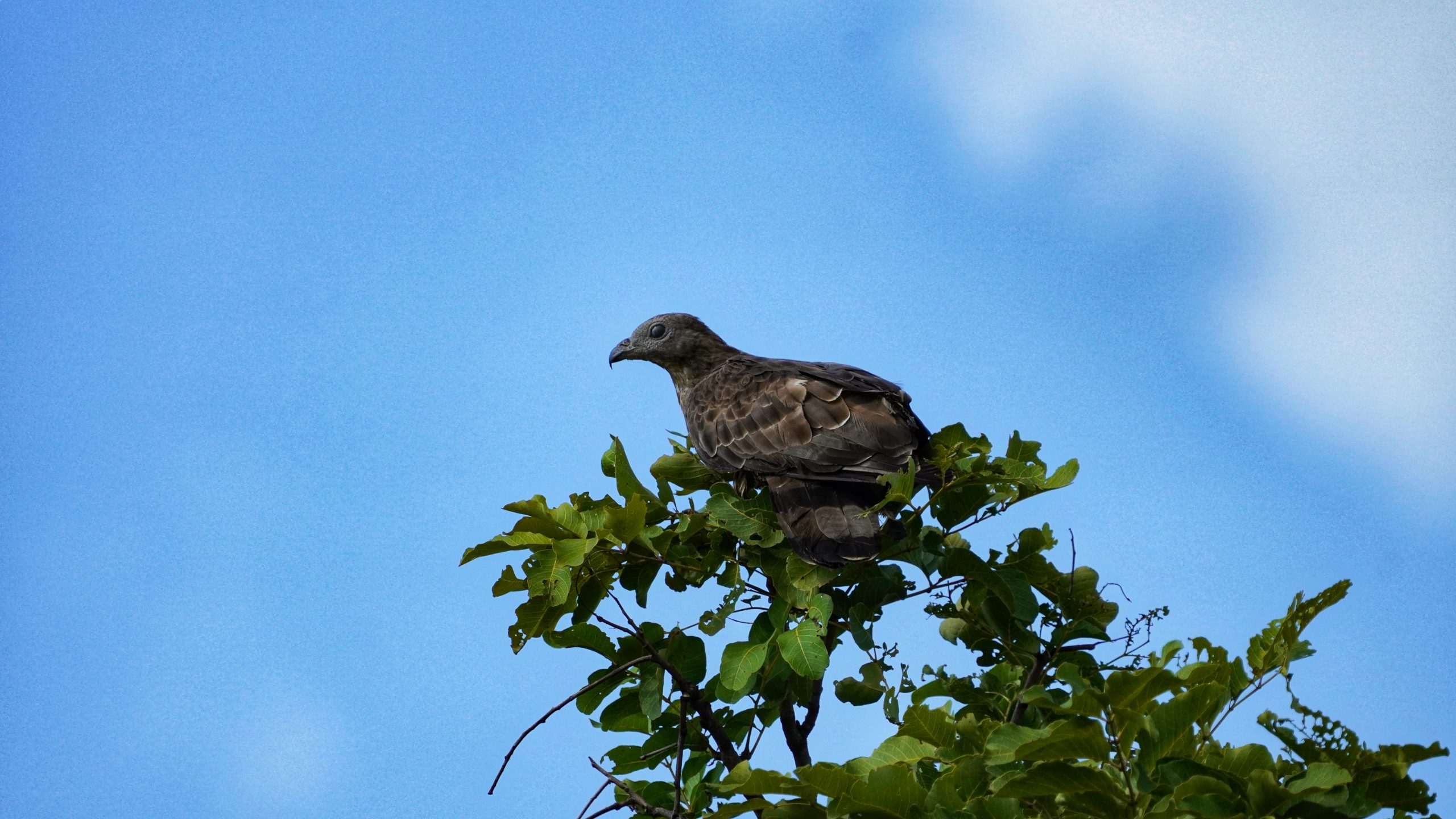 A hawk on a tree