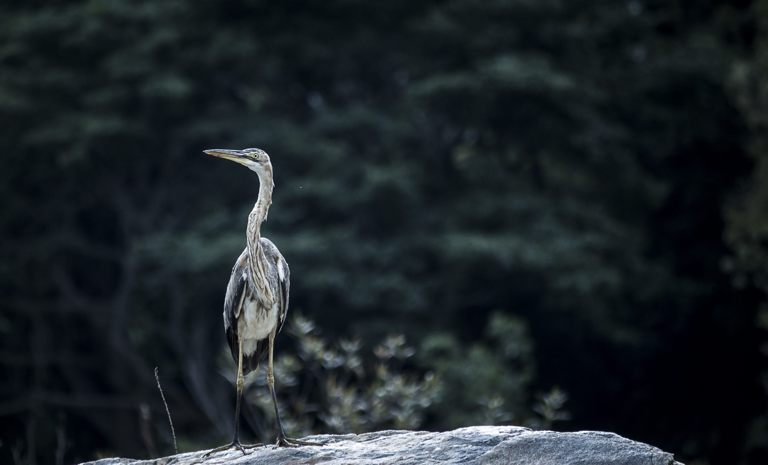 A heron on a rock