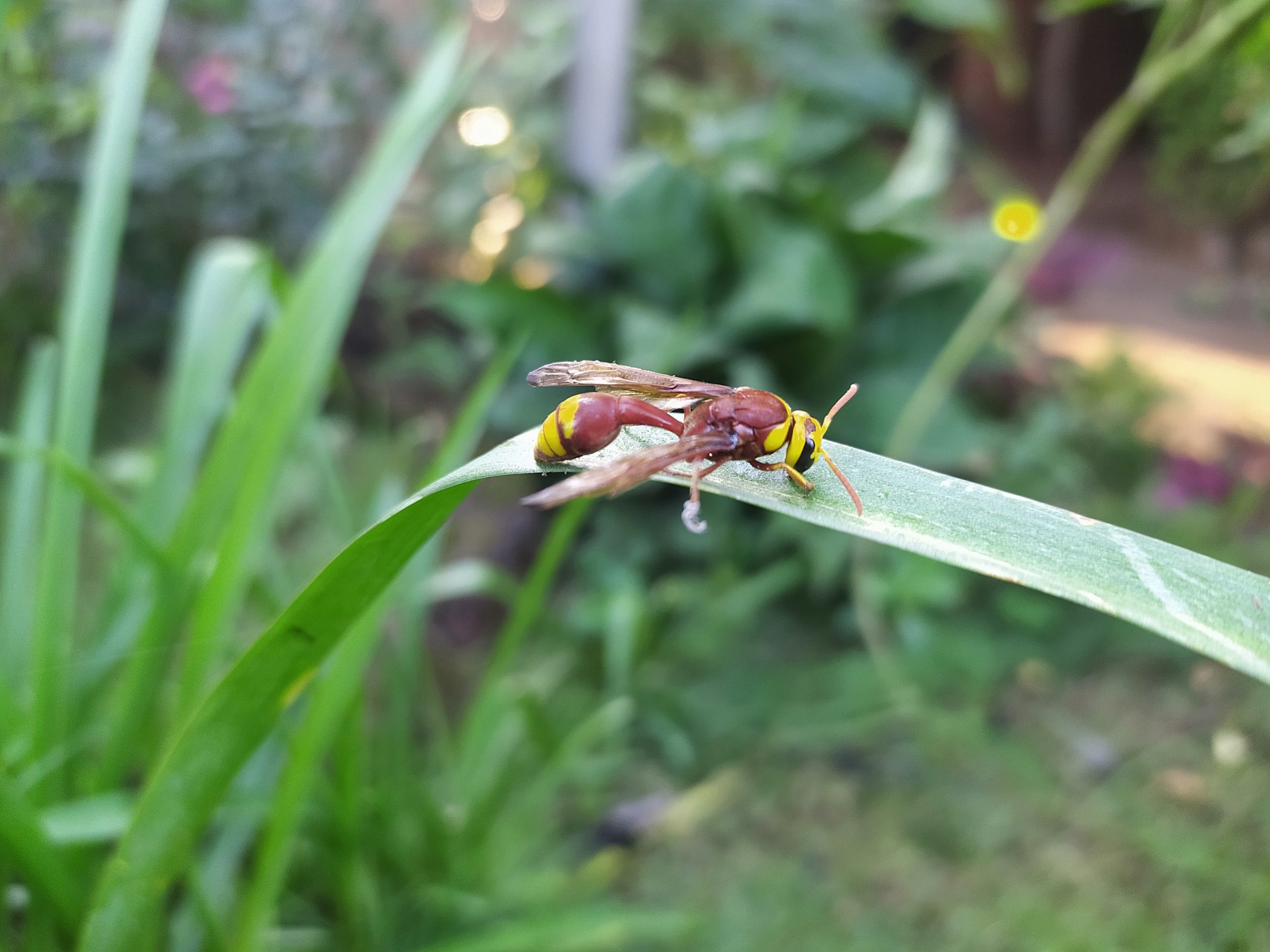 A honey bee on a leaf