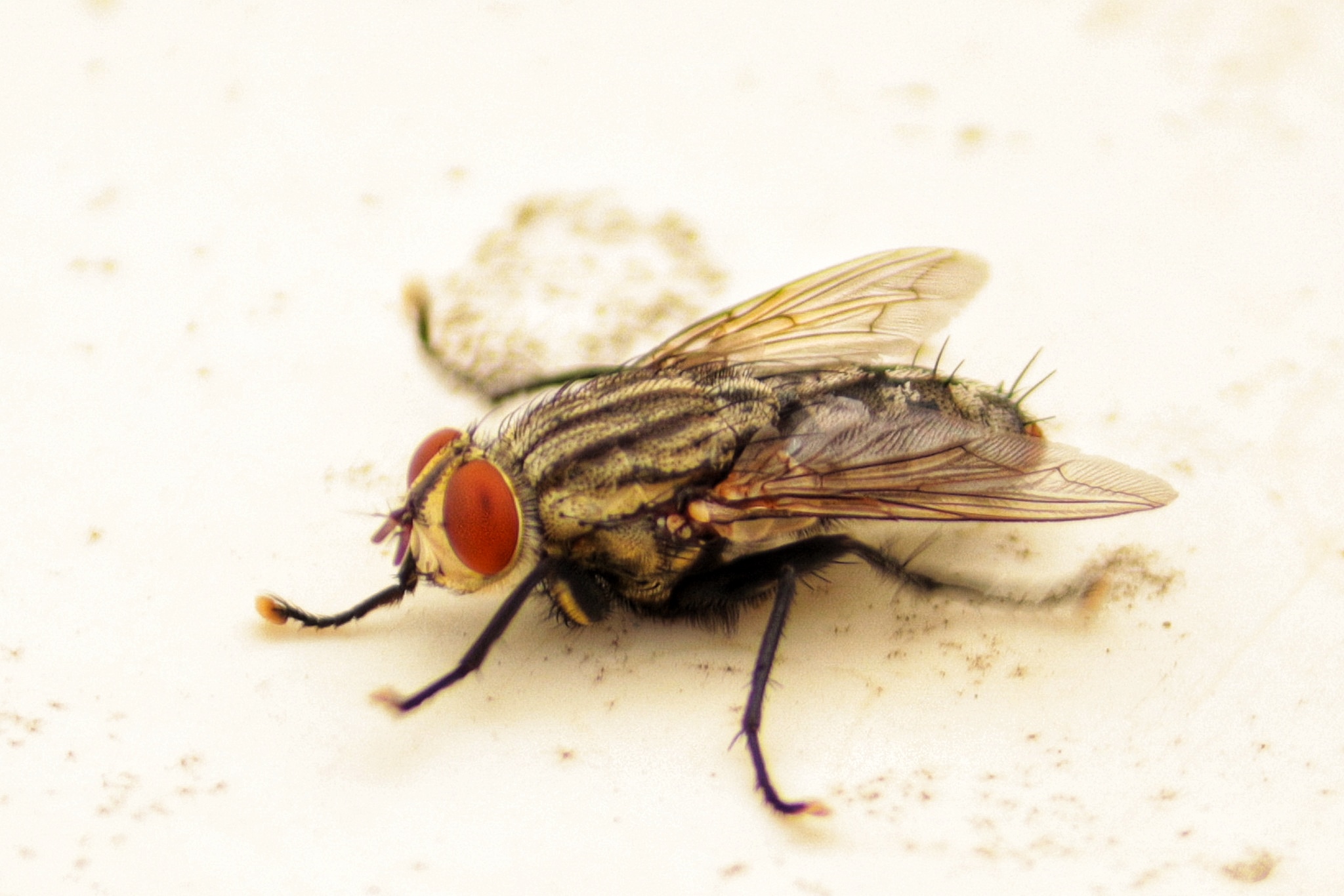 A housefly