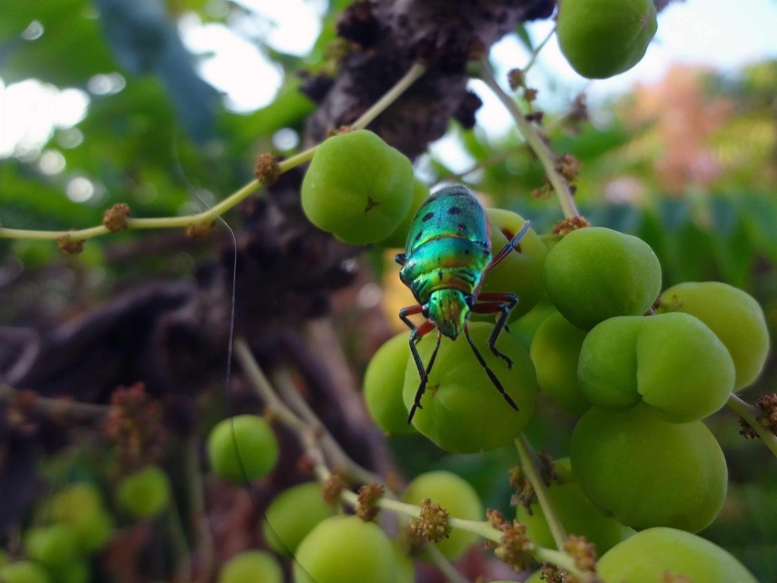 A jewel beetles on gooseberries tree