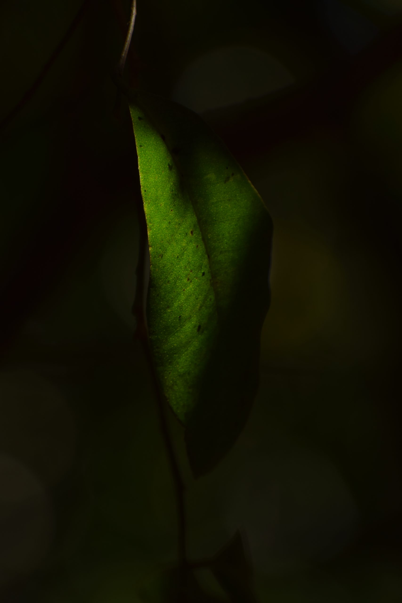 A leaf