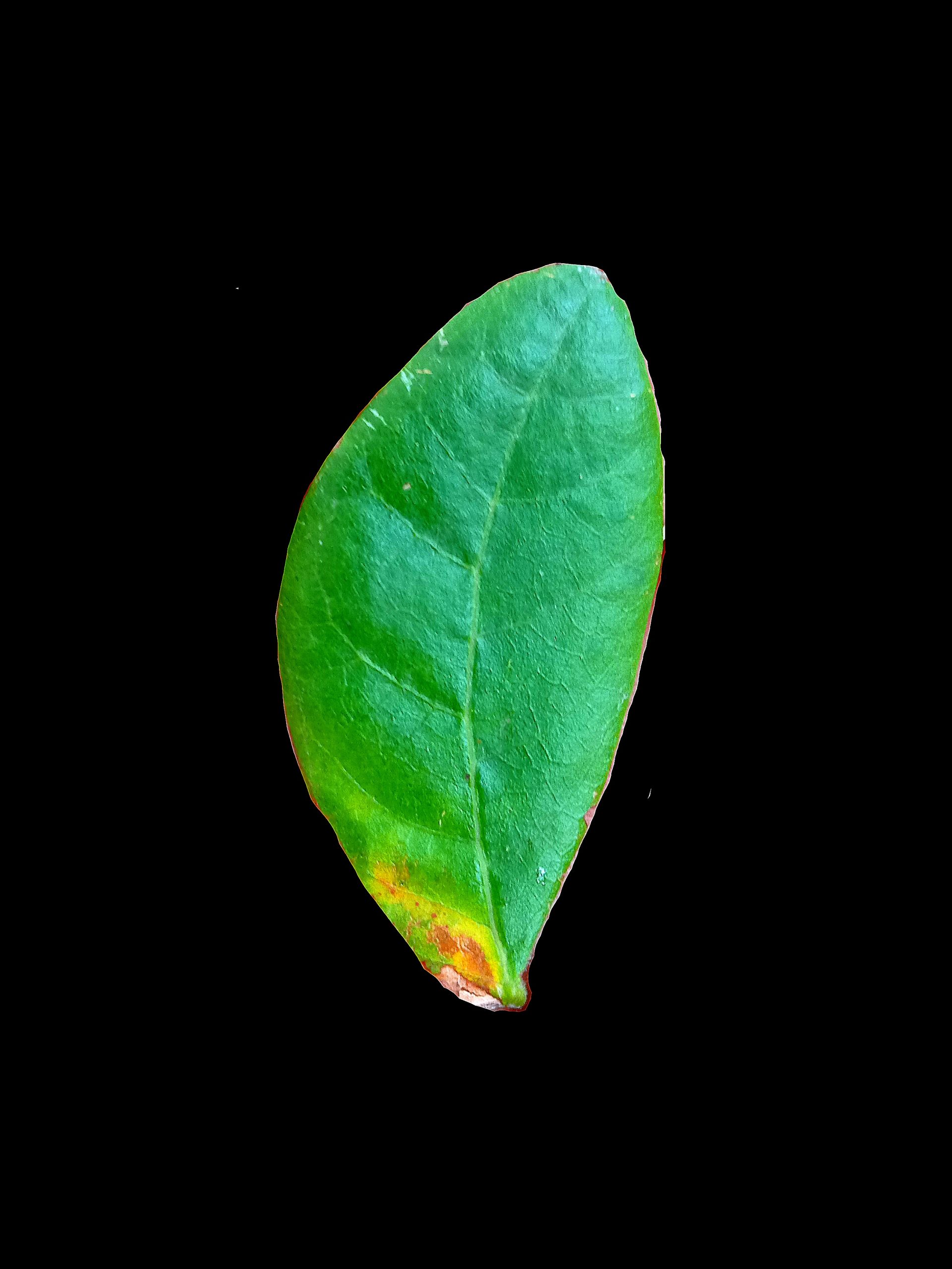 Leaf