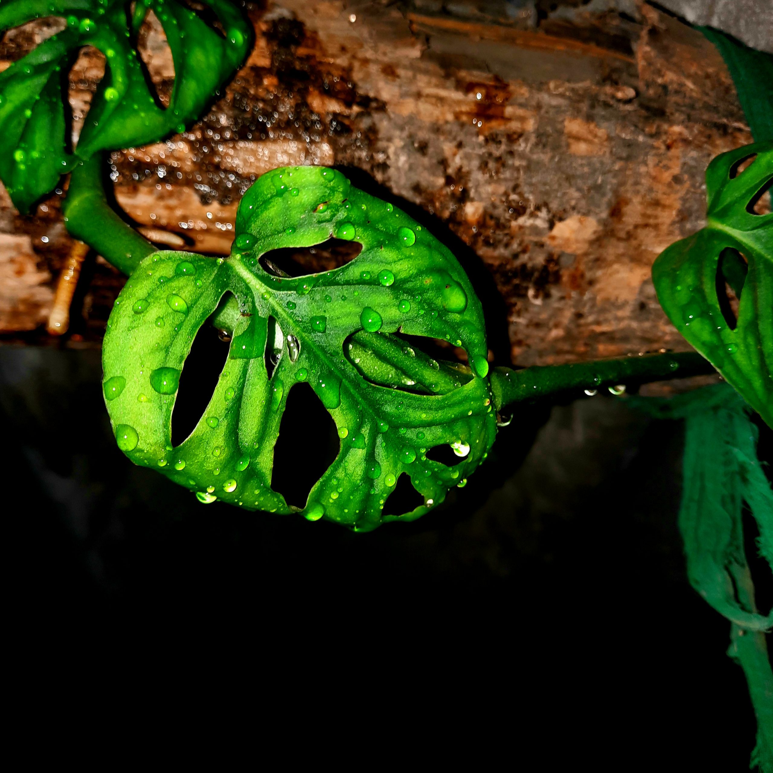 Water drops on leaf