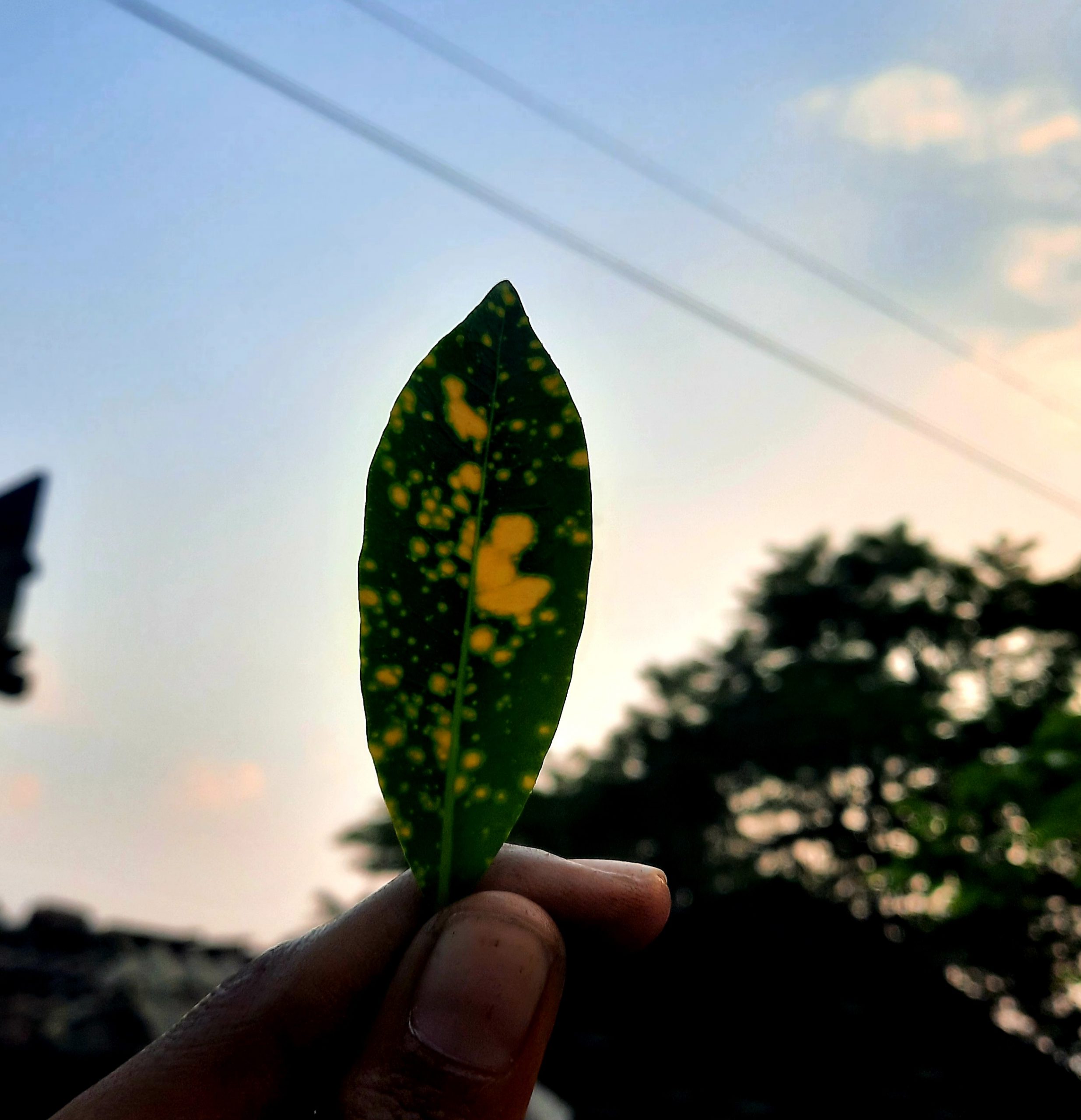 A leaf in hand