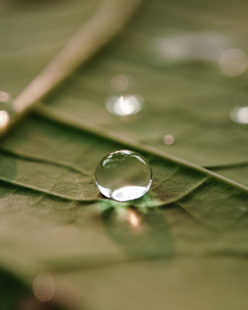 A little droplet on leaf - Free Image by Aakash Kumar on PixaHive.com