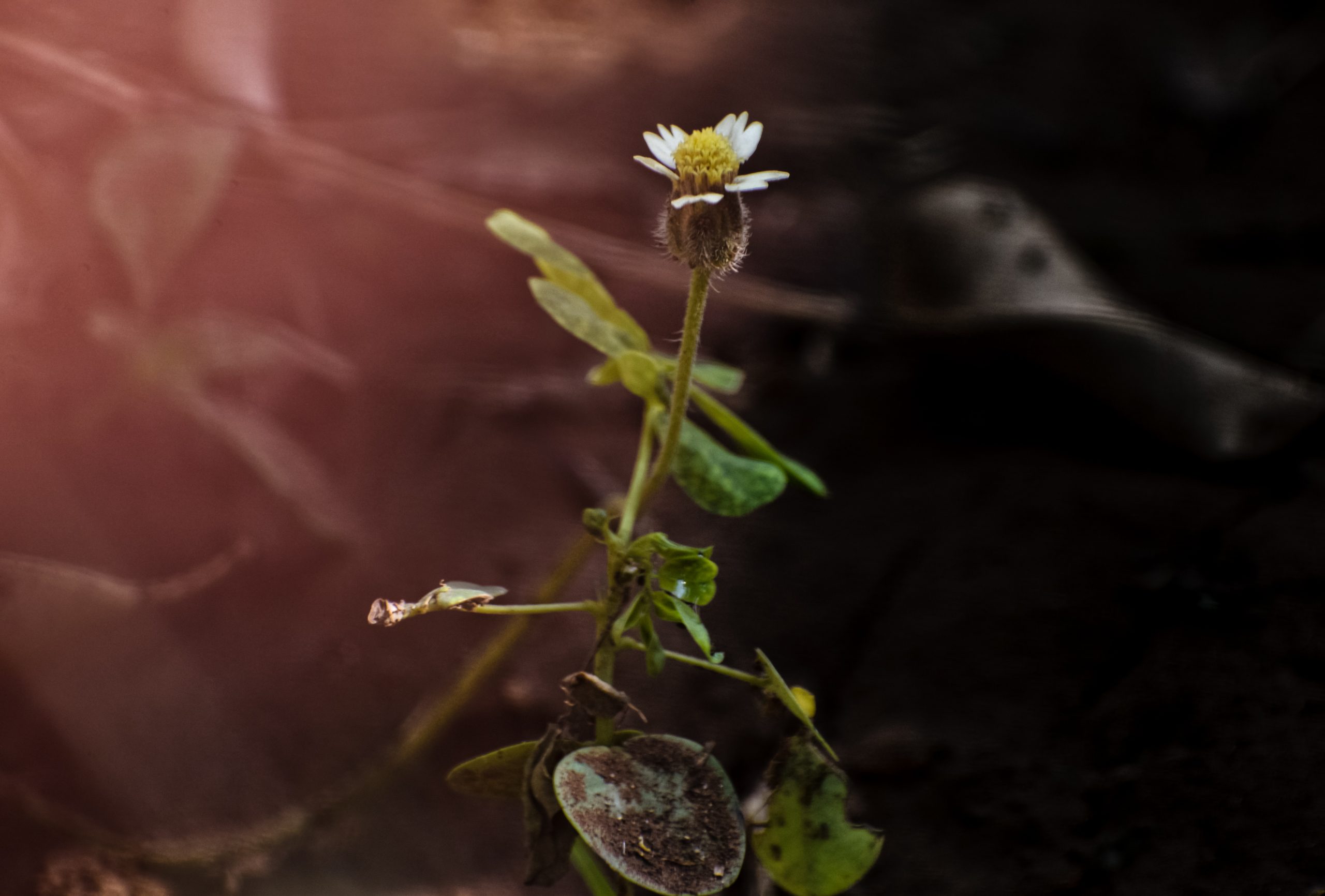 Flowering plant