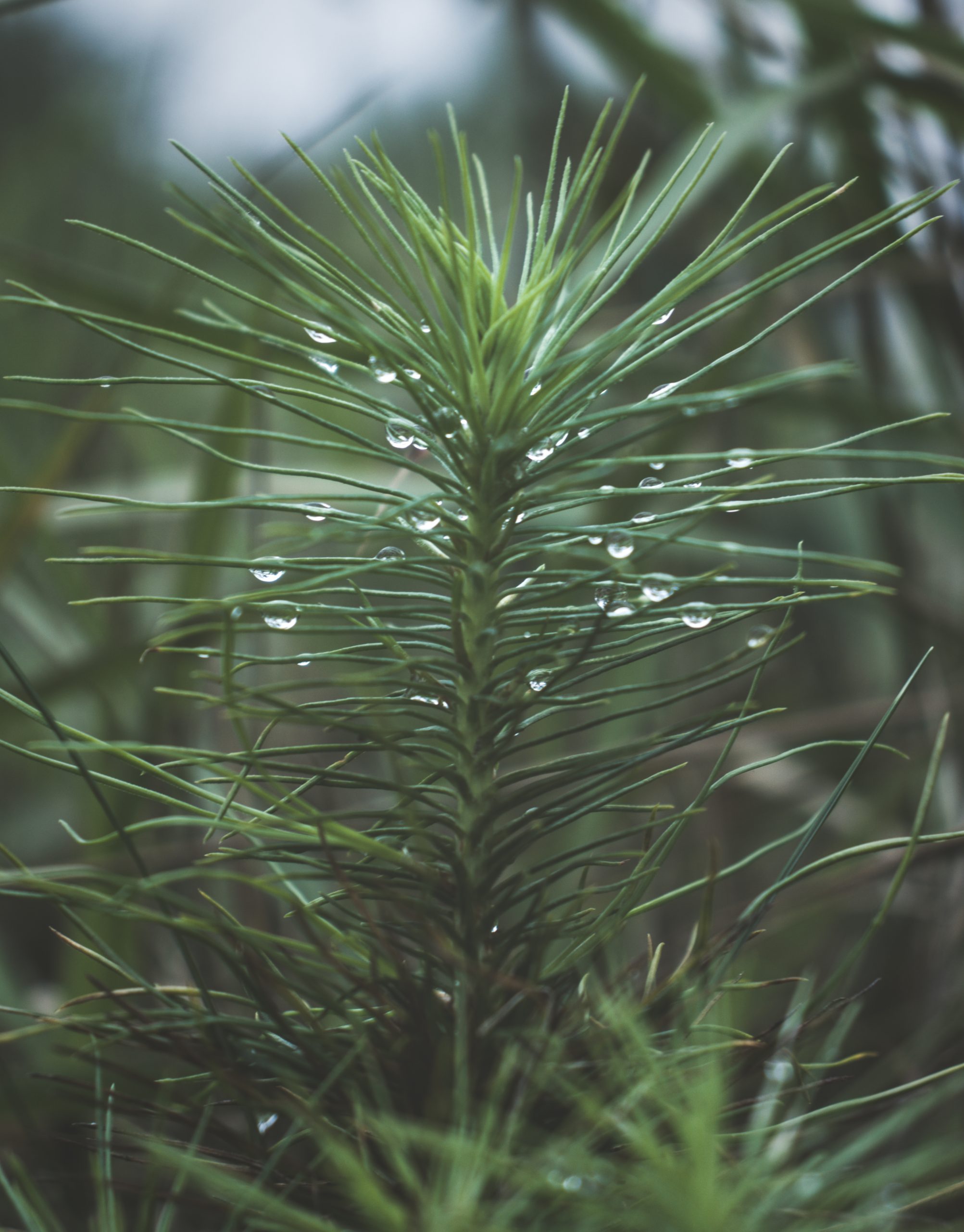 A little pine plant
