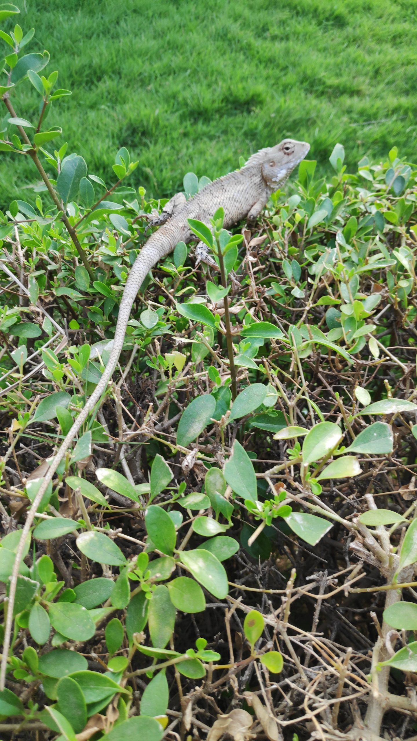 A lizard on bushes