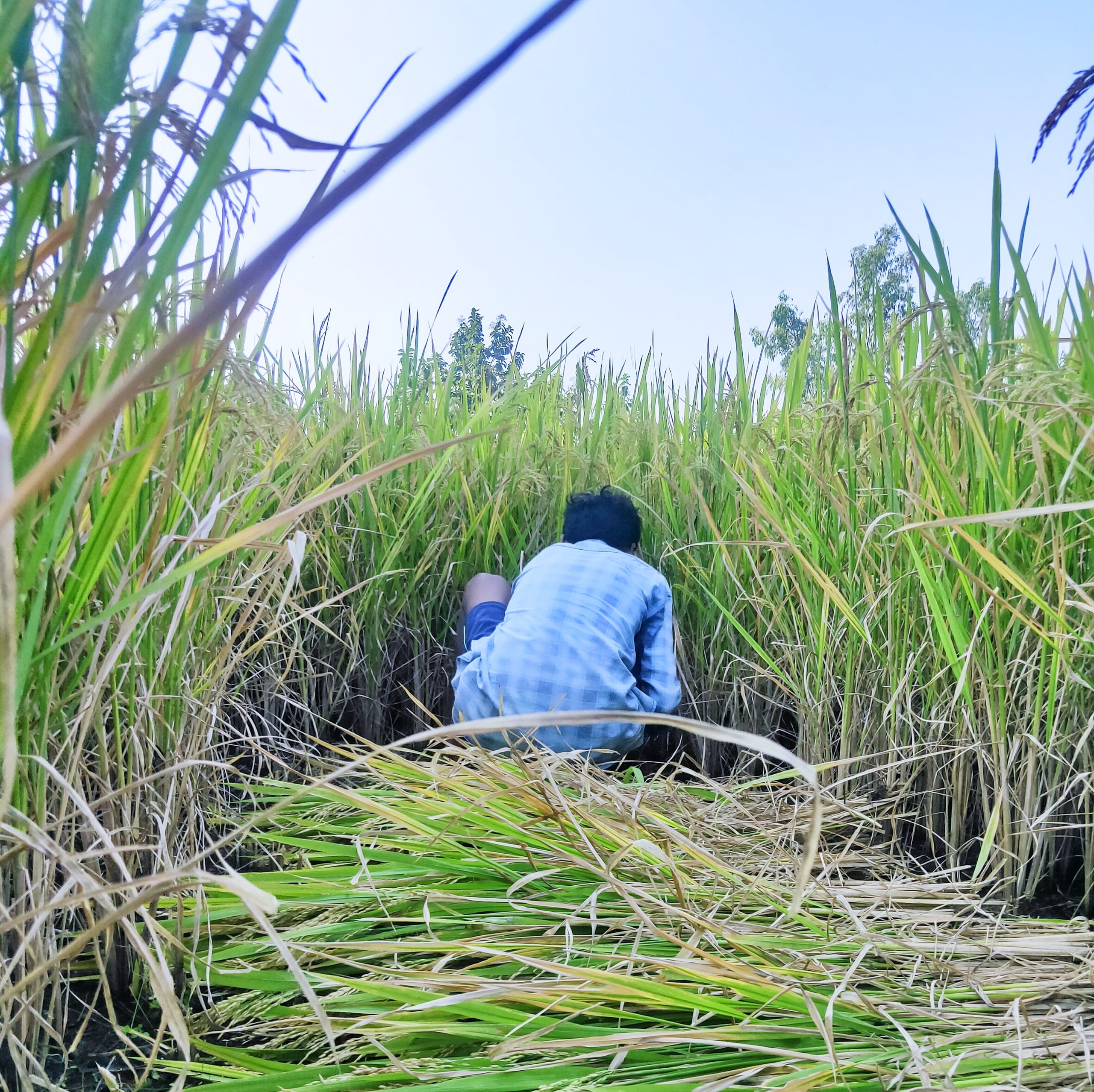 A man cutting rice crop with hands