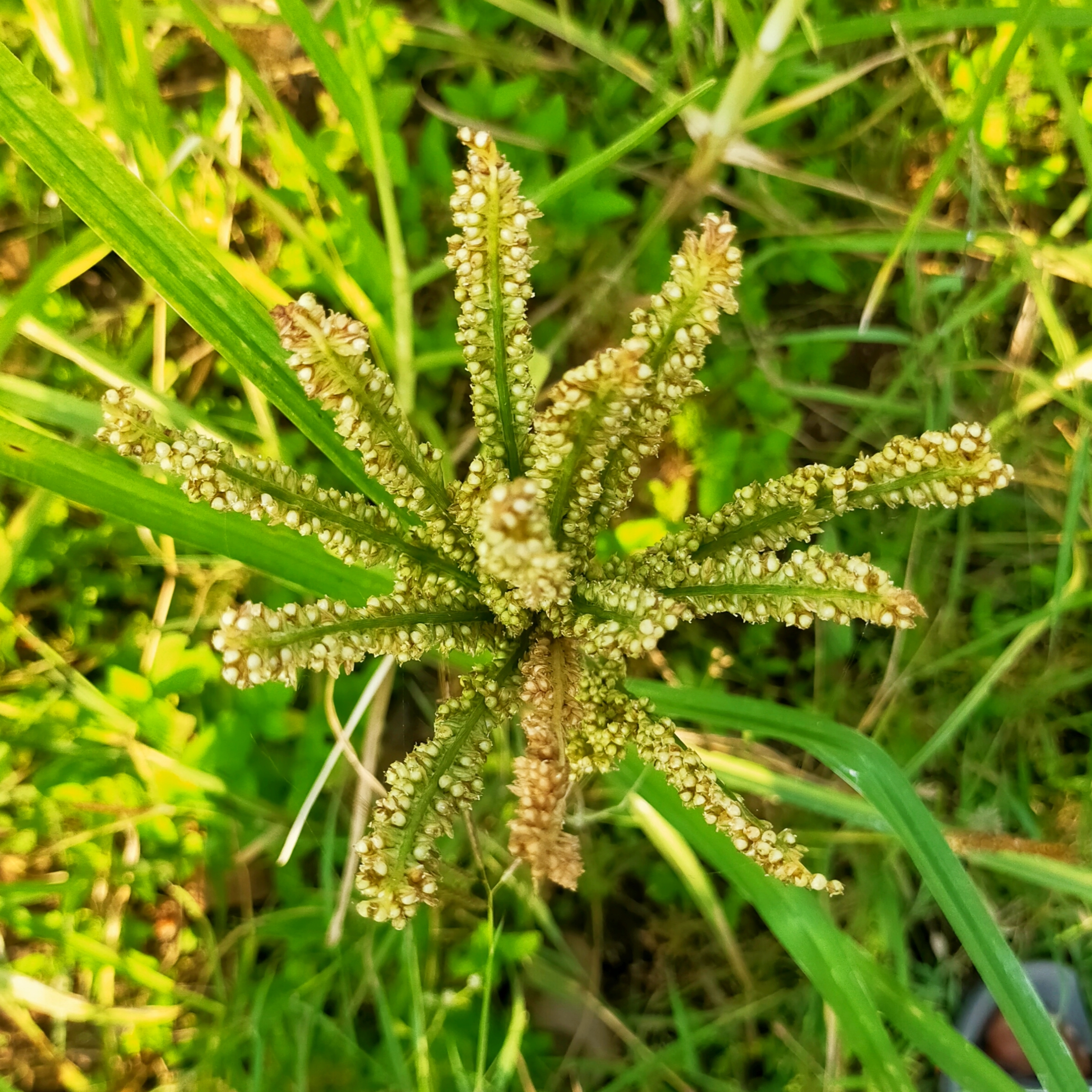 A millet plant