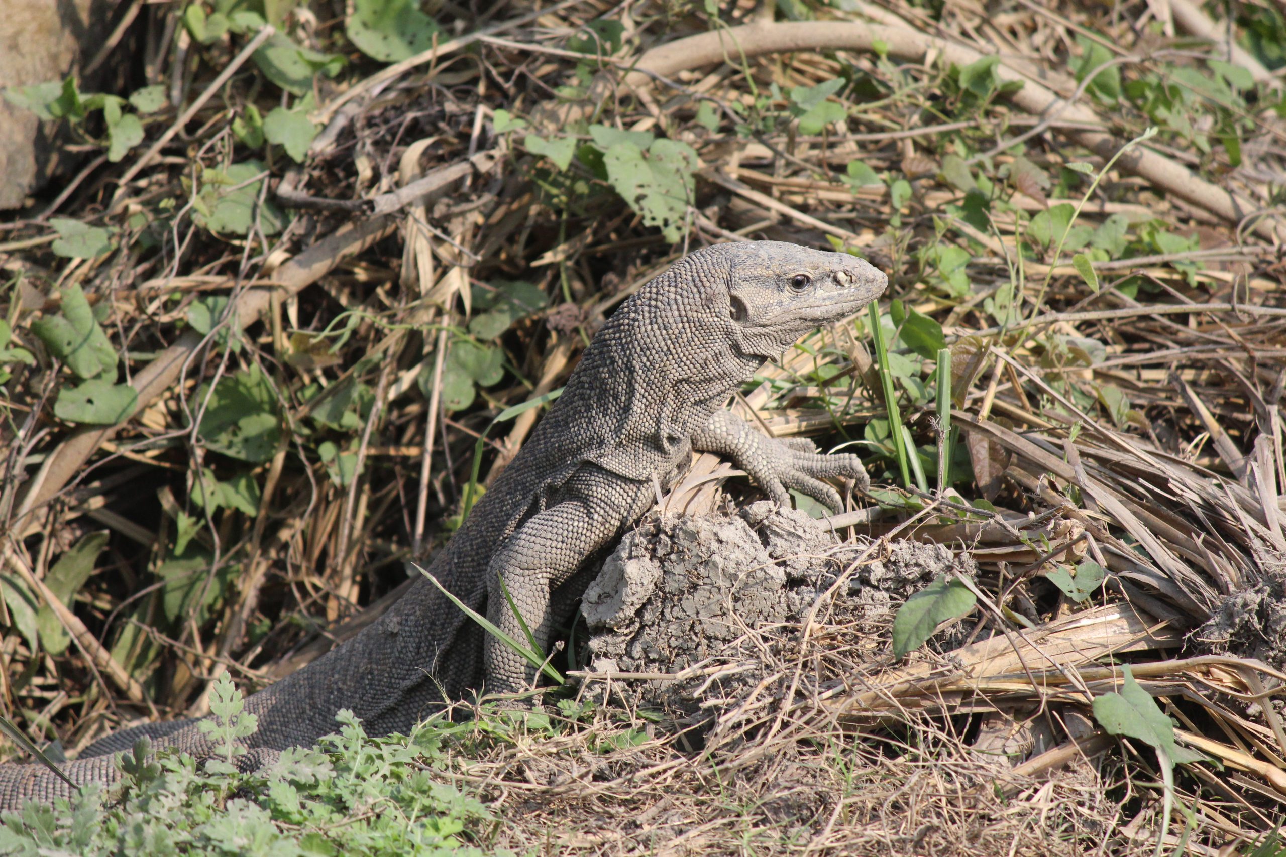 A monitor lizard