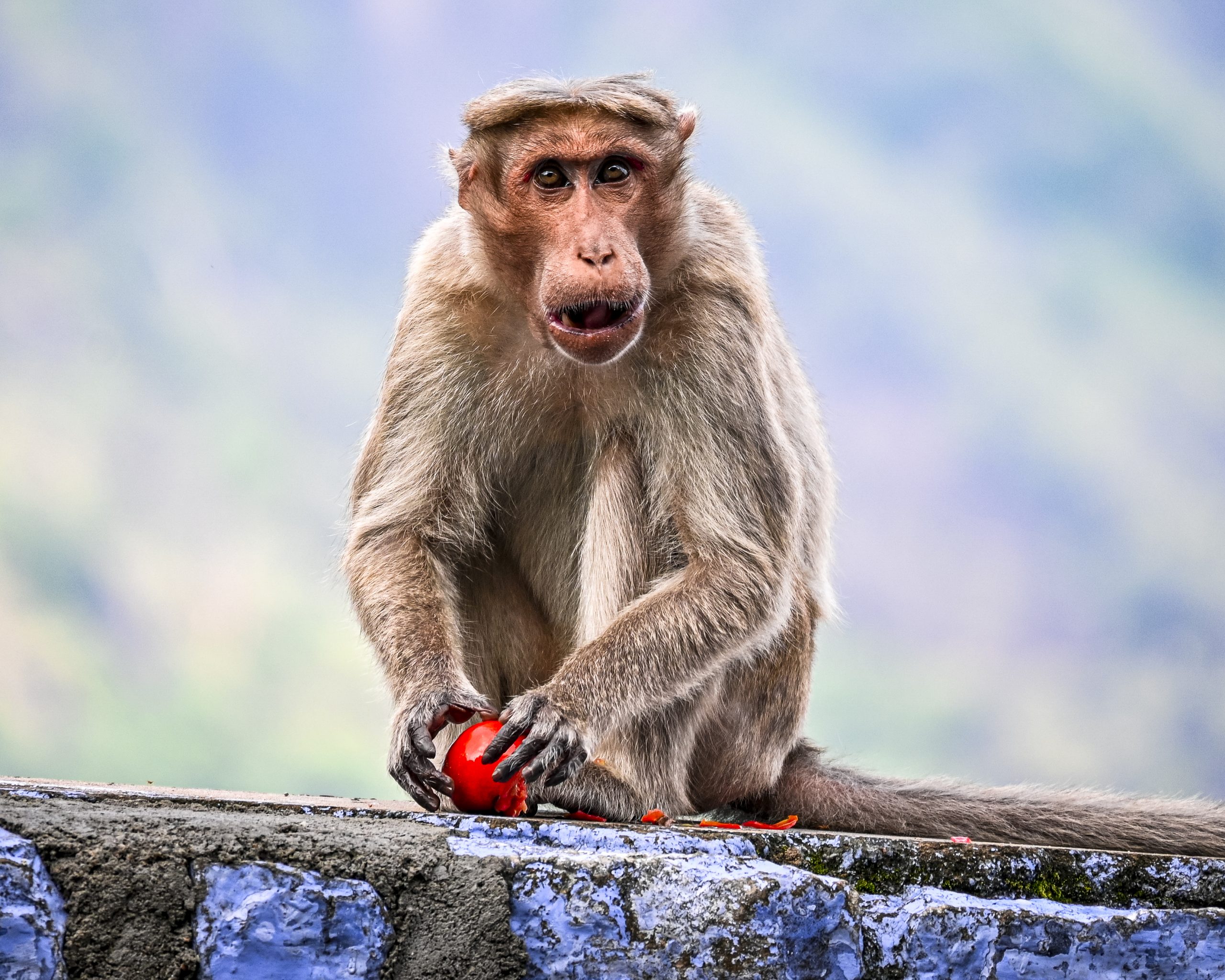 A monkey eating tomato