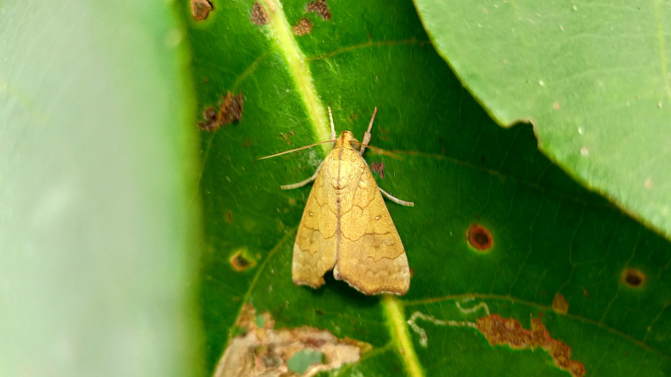 A moth on a leaf