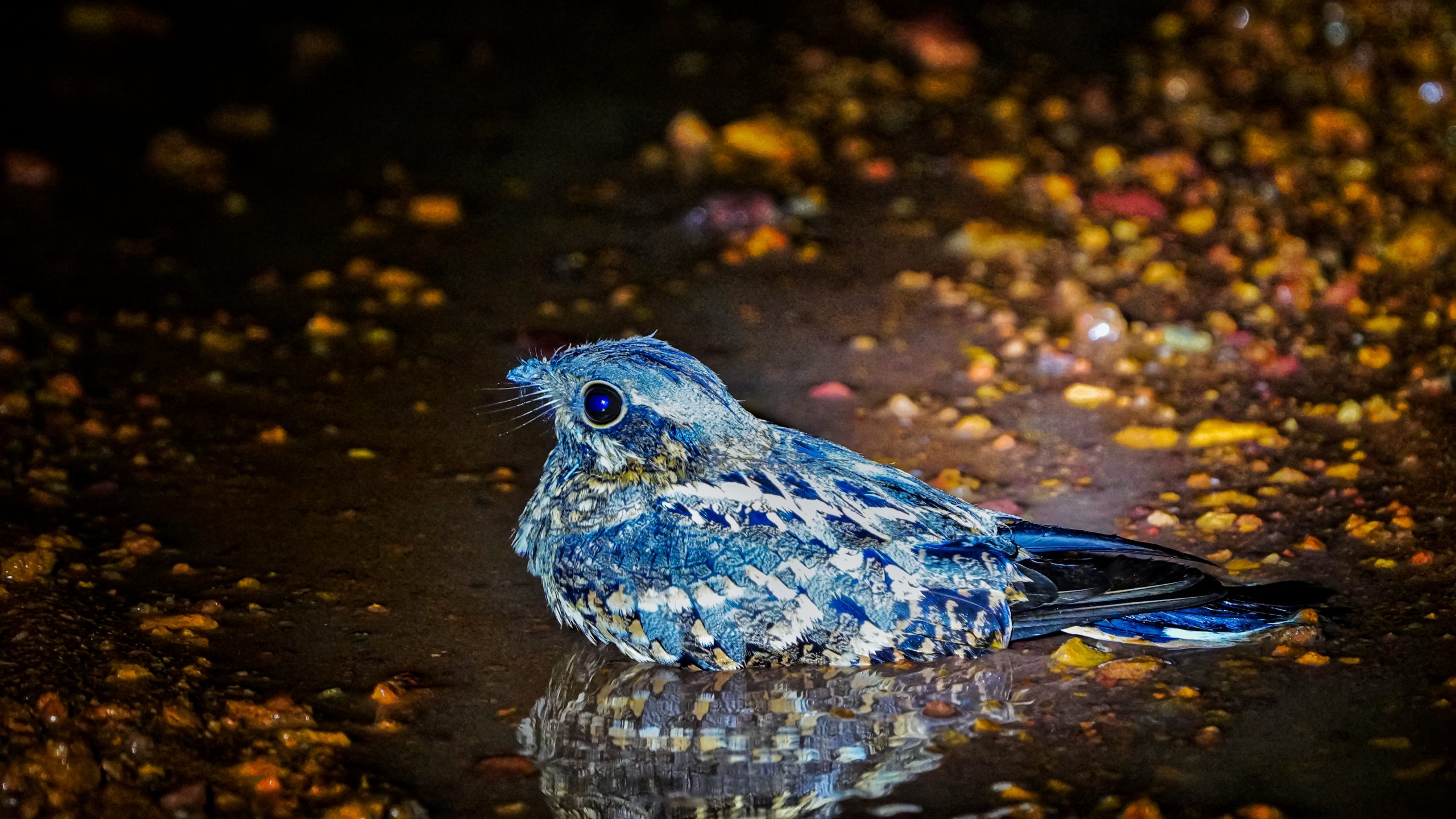 A nightjar bird in water