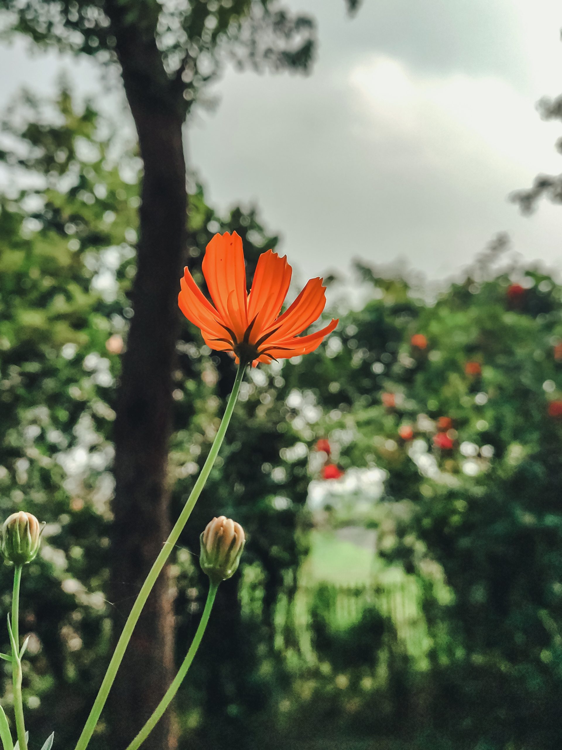 A orange flower