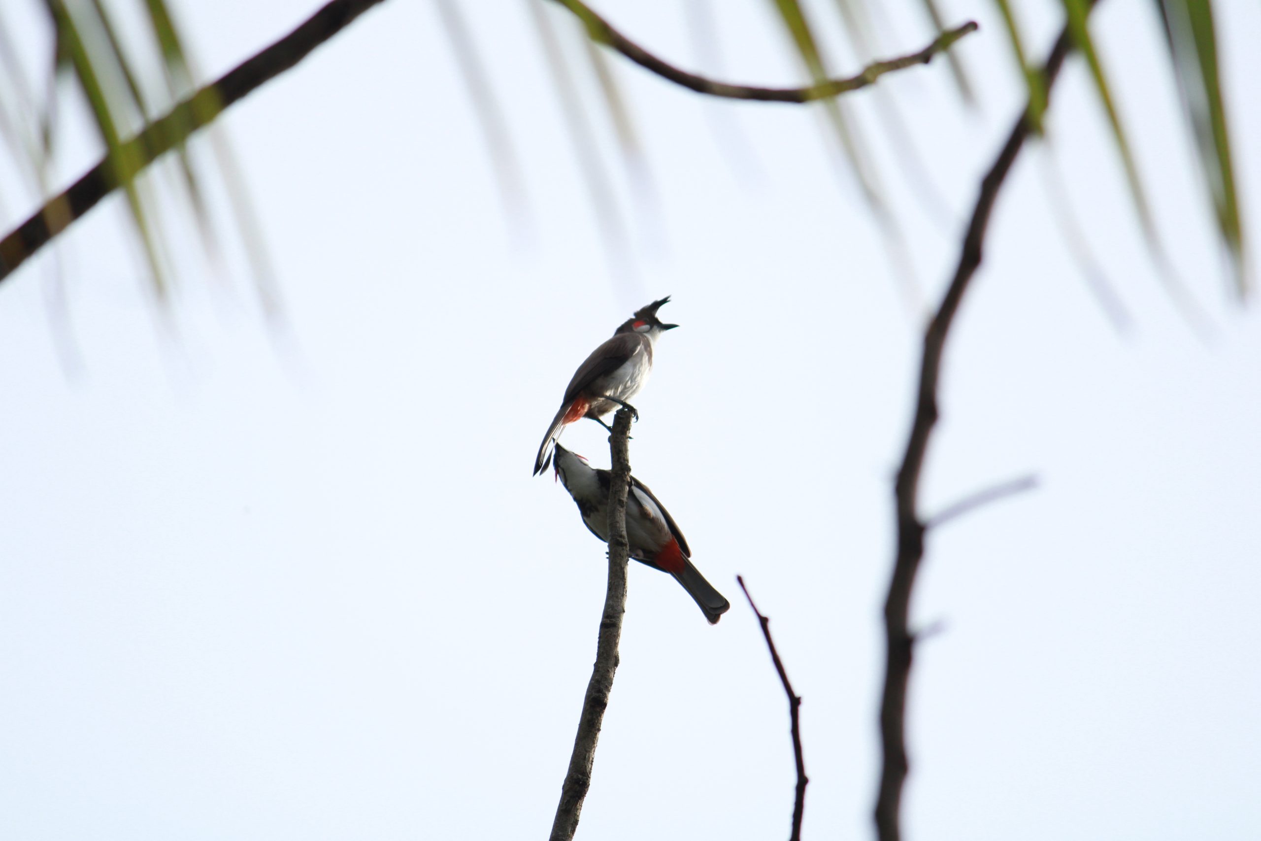 A pair of birds on a twig